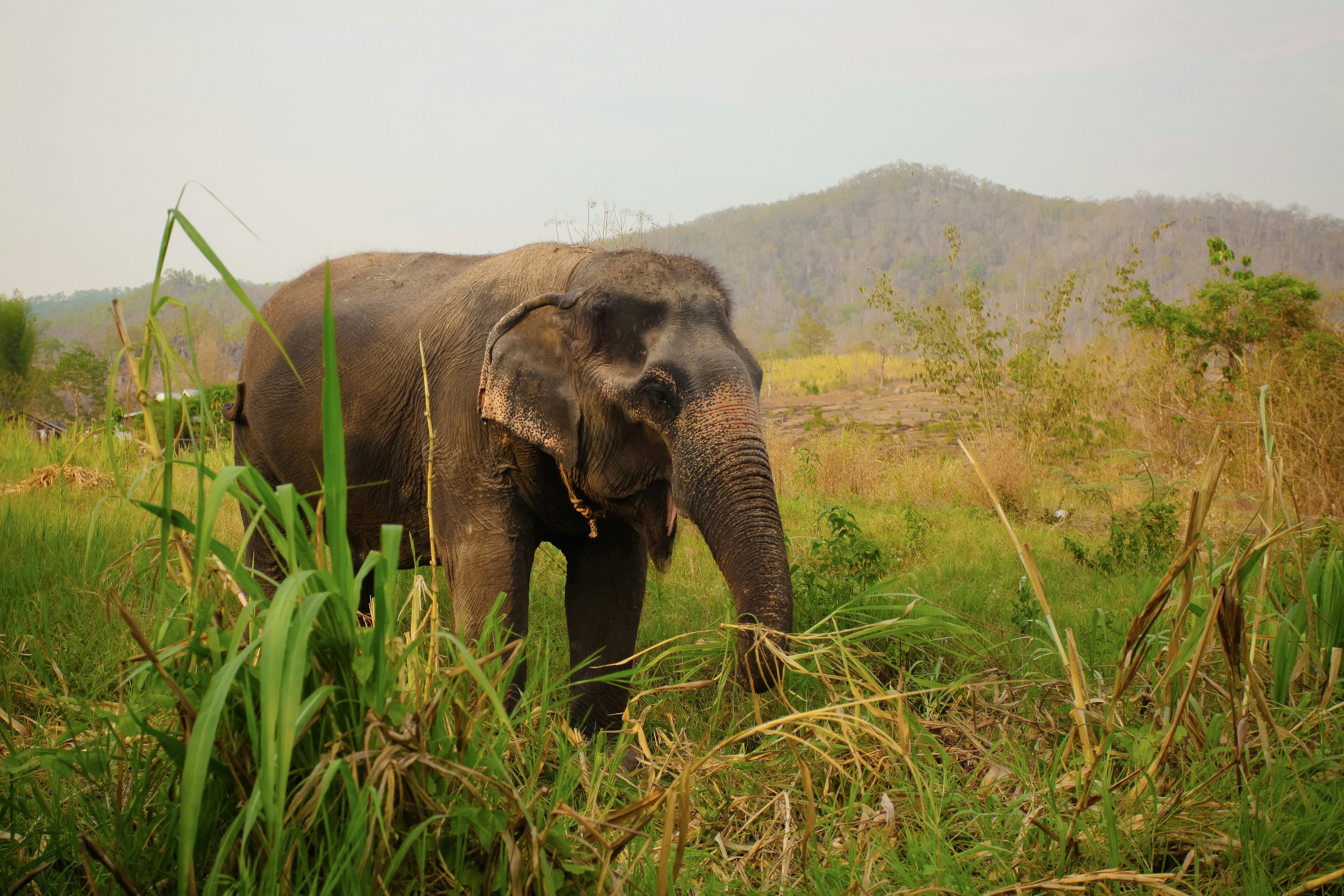 elephants thailand