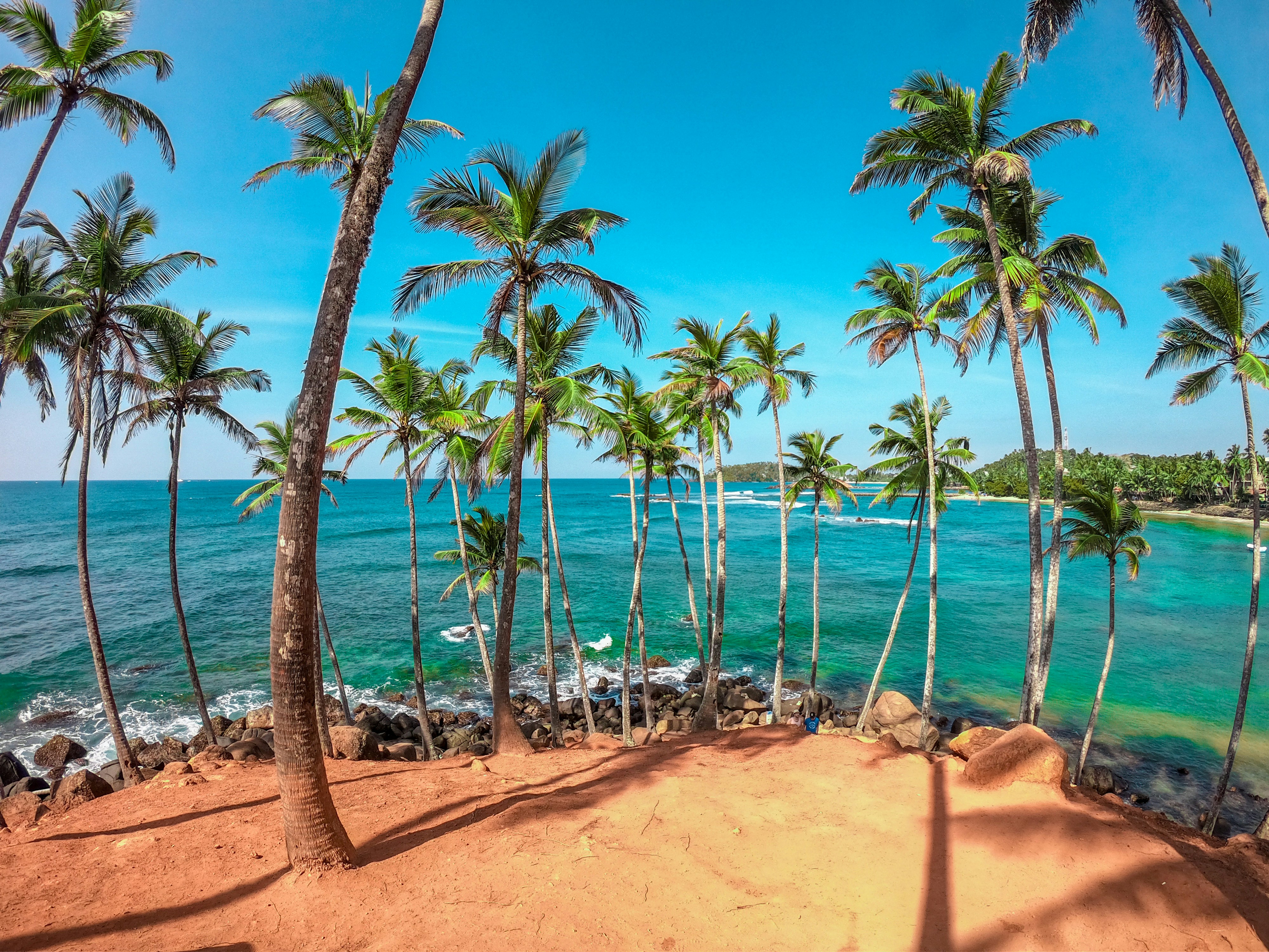 mirissa palmbomen