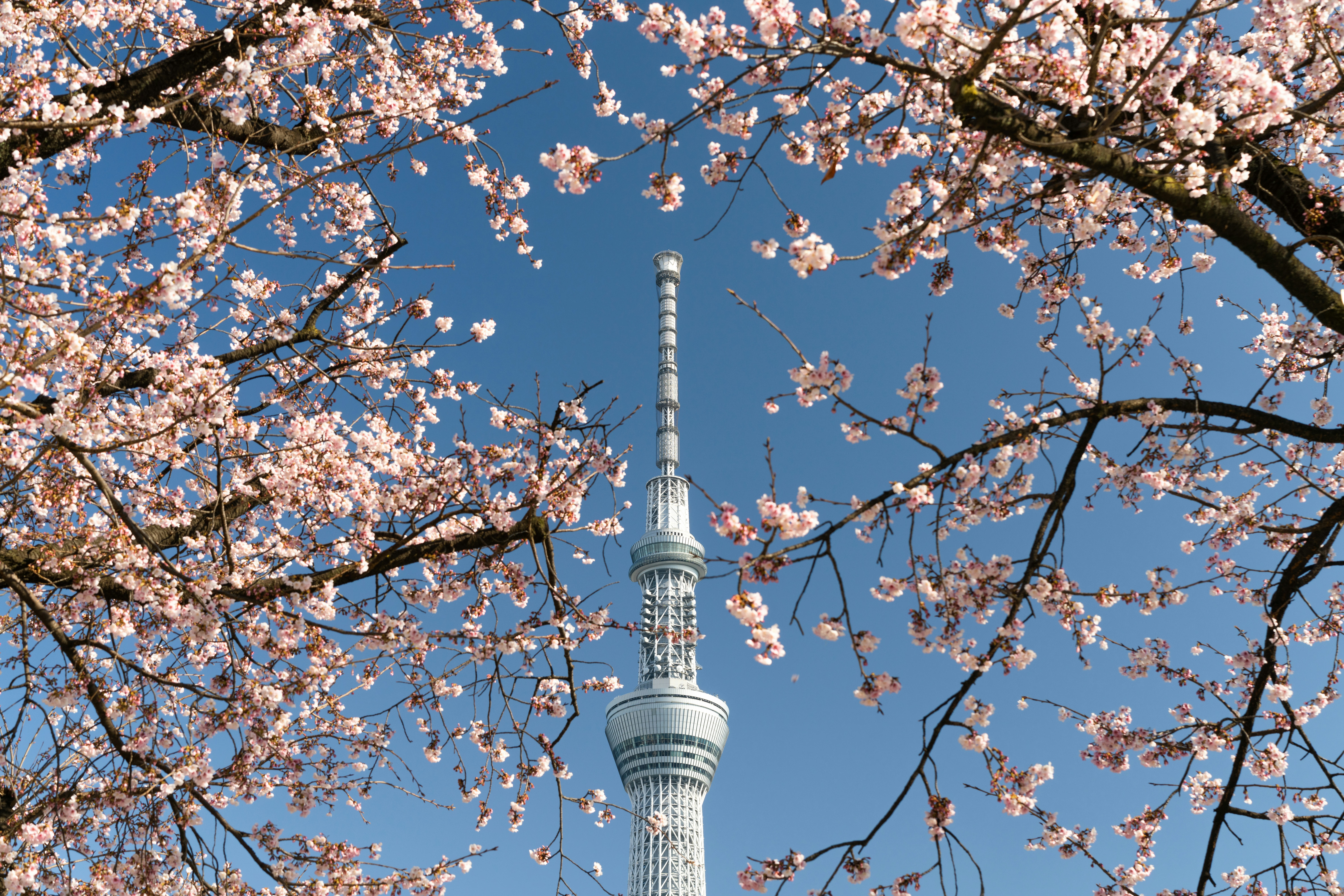 tokio skytree