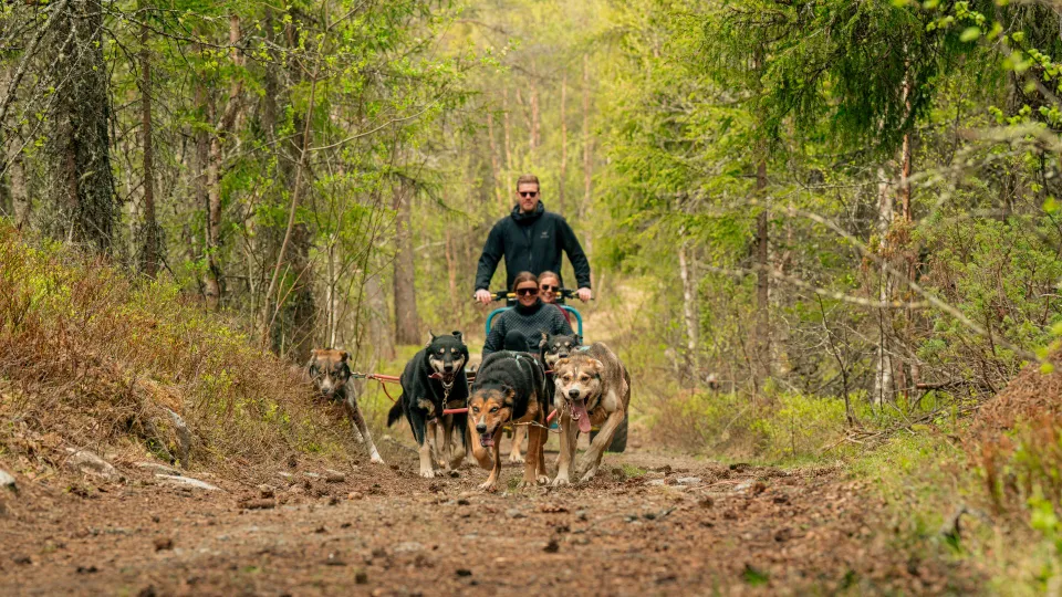 dog sledding on wheels