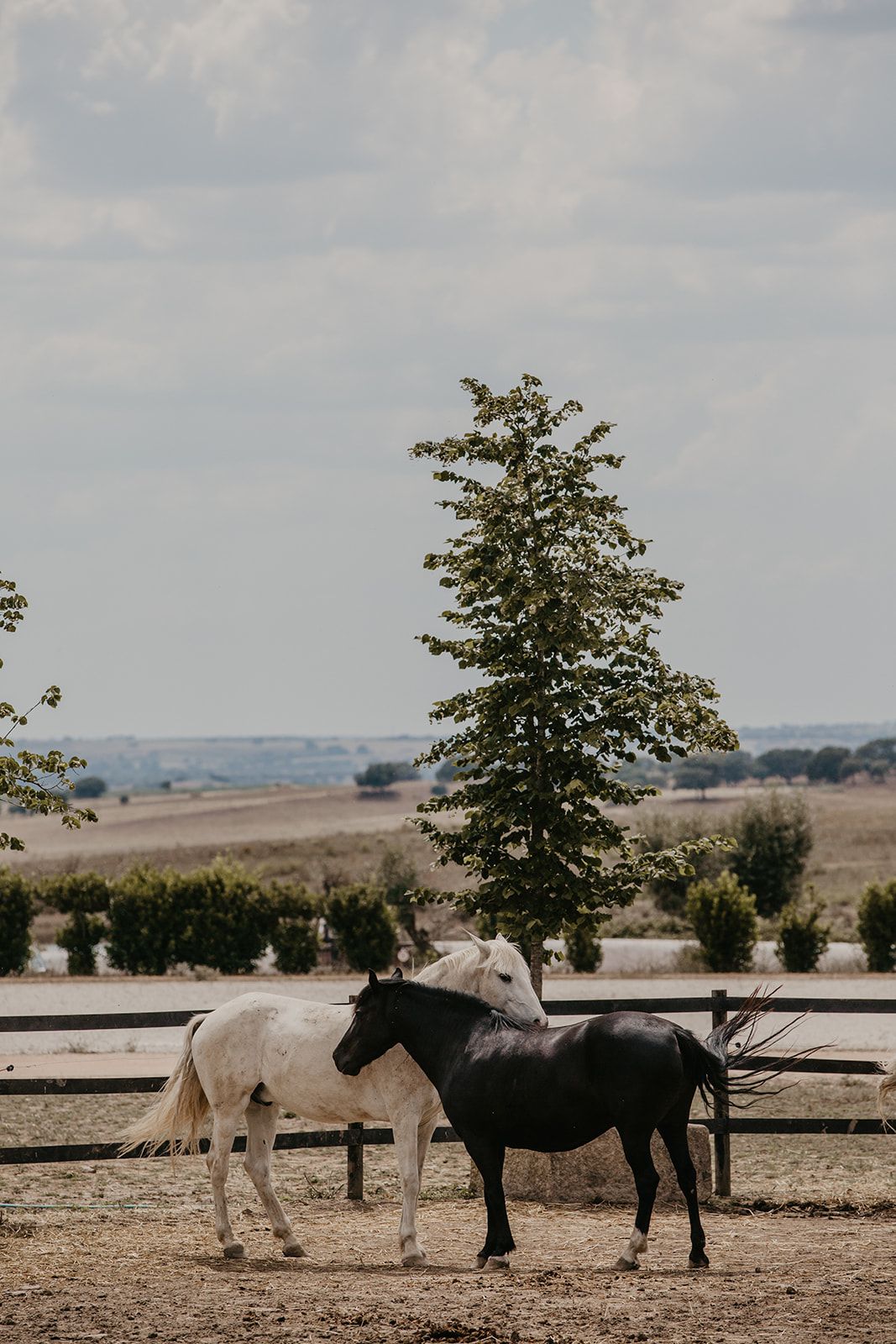 equestrian experience 8