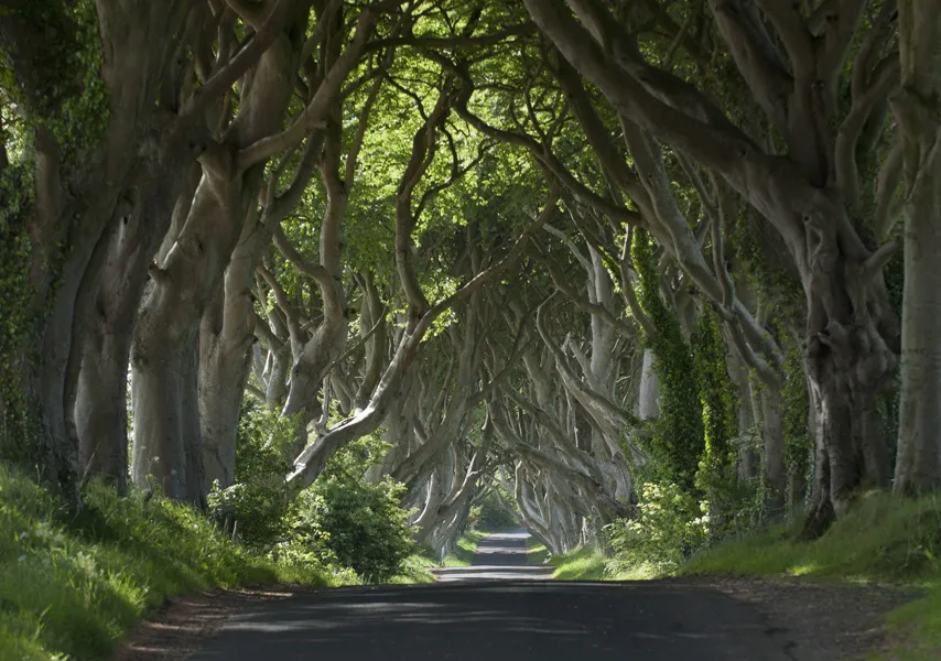 dark hedges  county antrim master 2