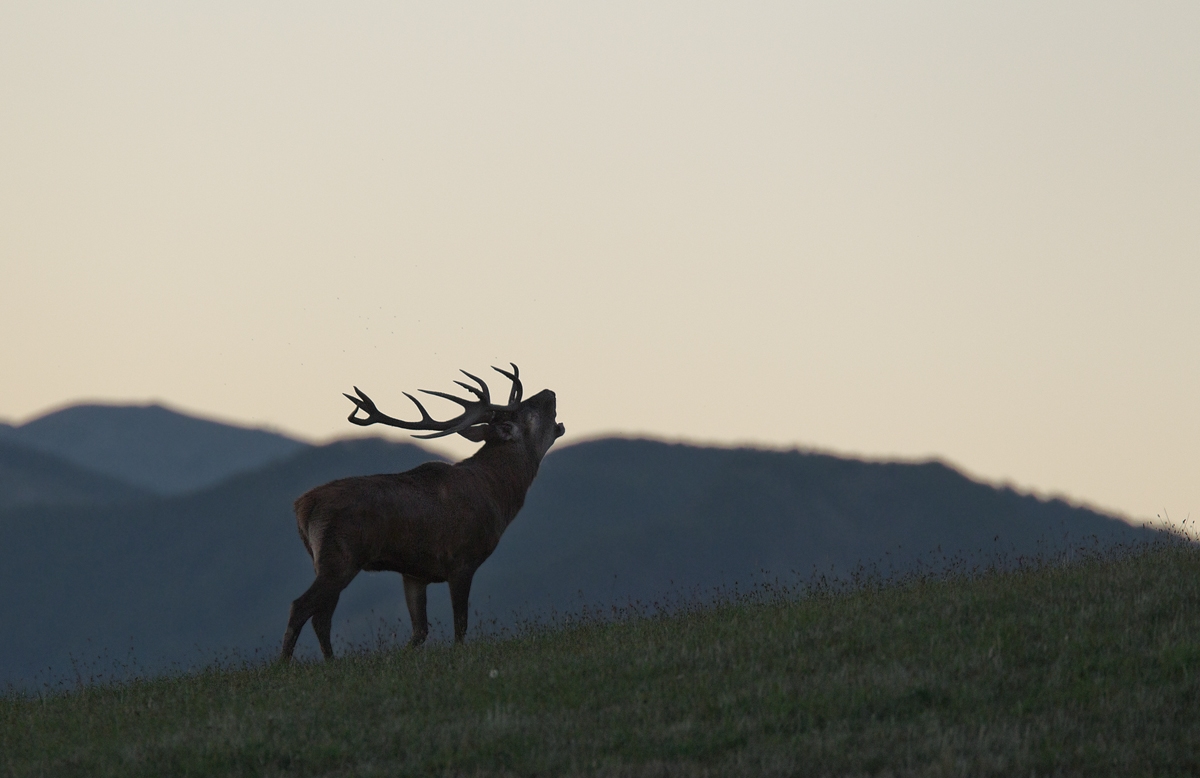 oasyhotel wildlifetour 041