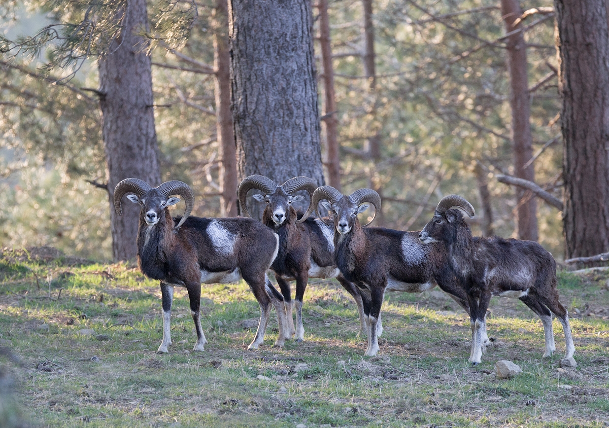 oasyhotel wildlifetour 043