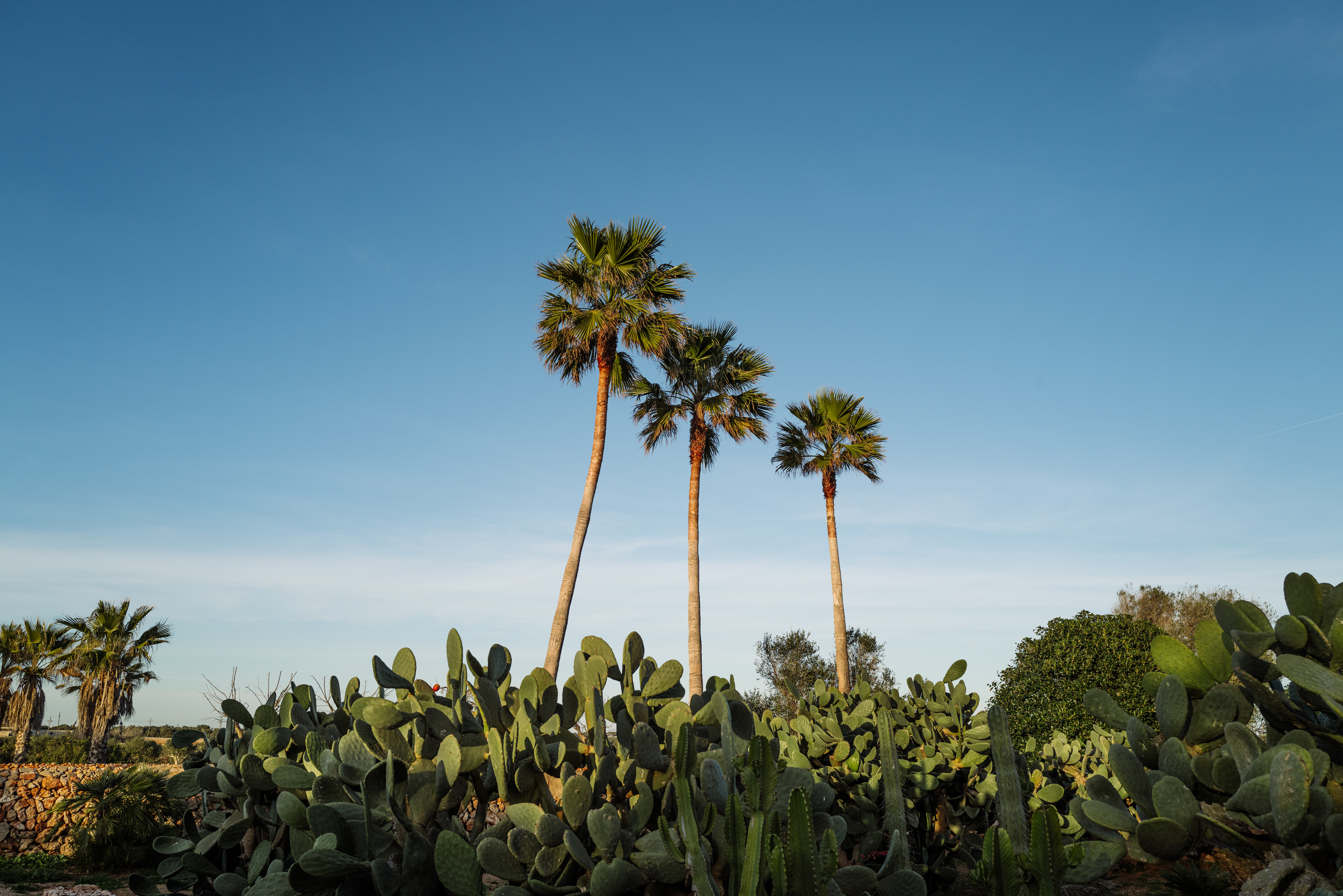 vestige santaanna analui webres 218