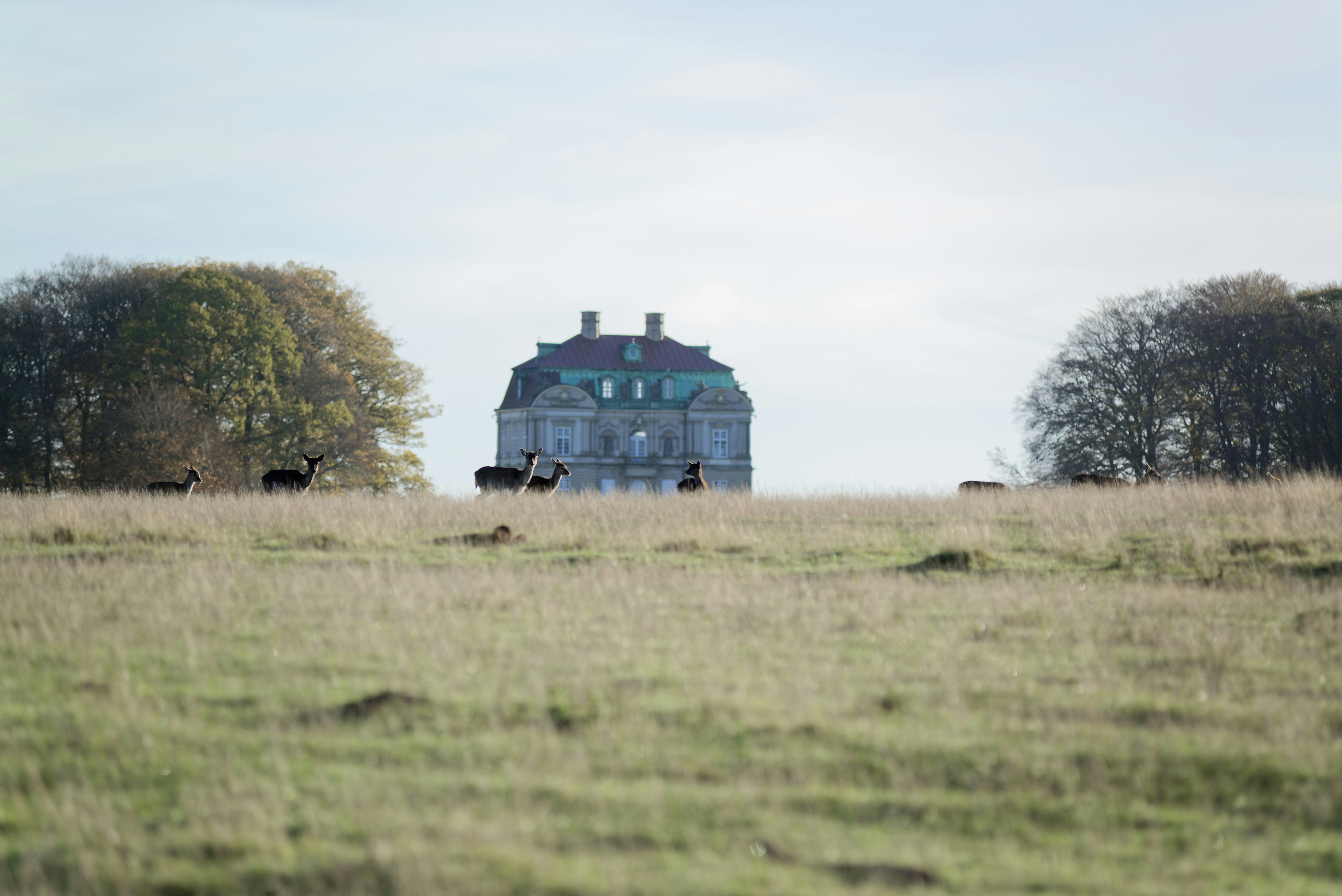 dyrehaven denemarken