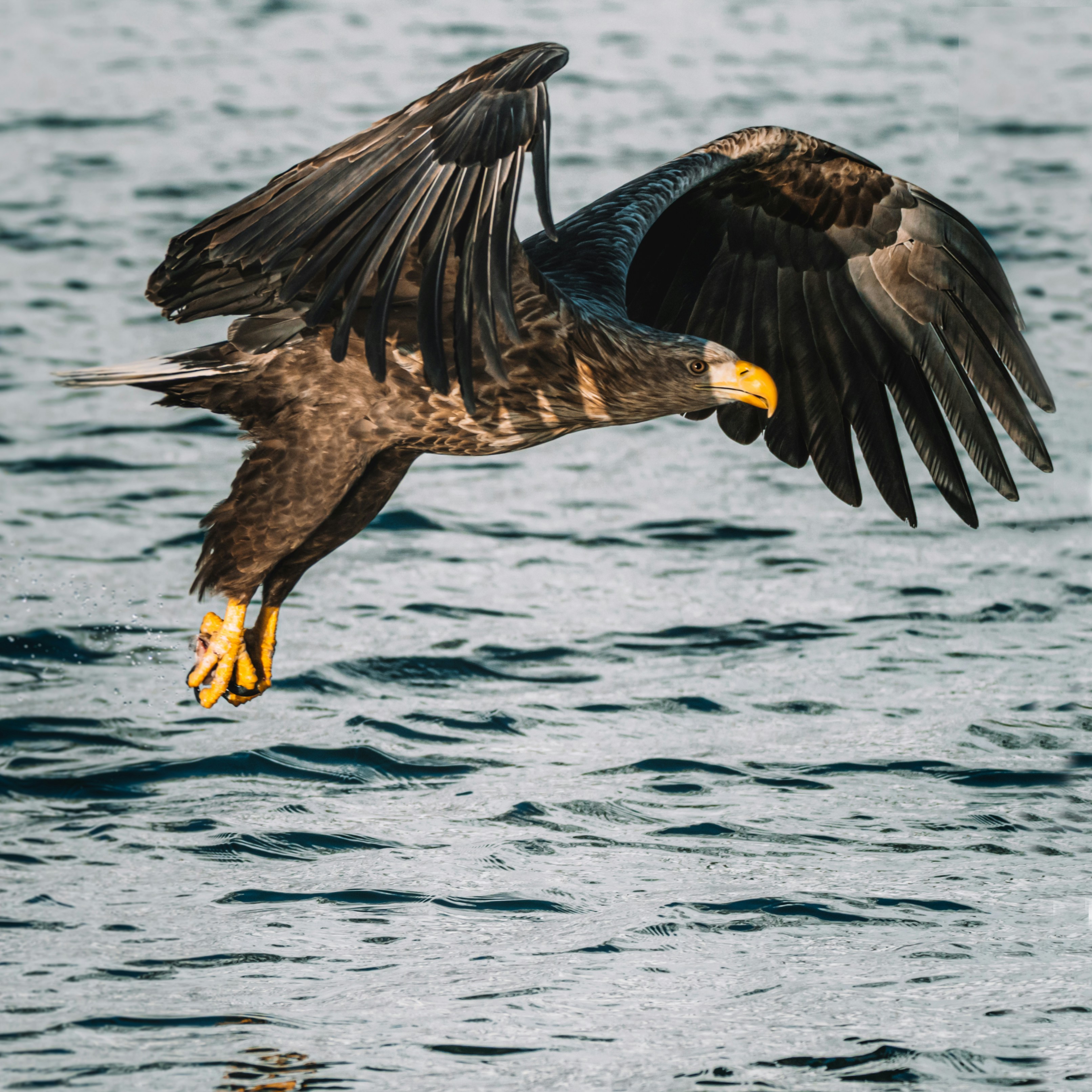 zeearend svolvær lofoten noorwegen