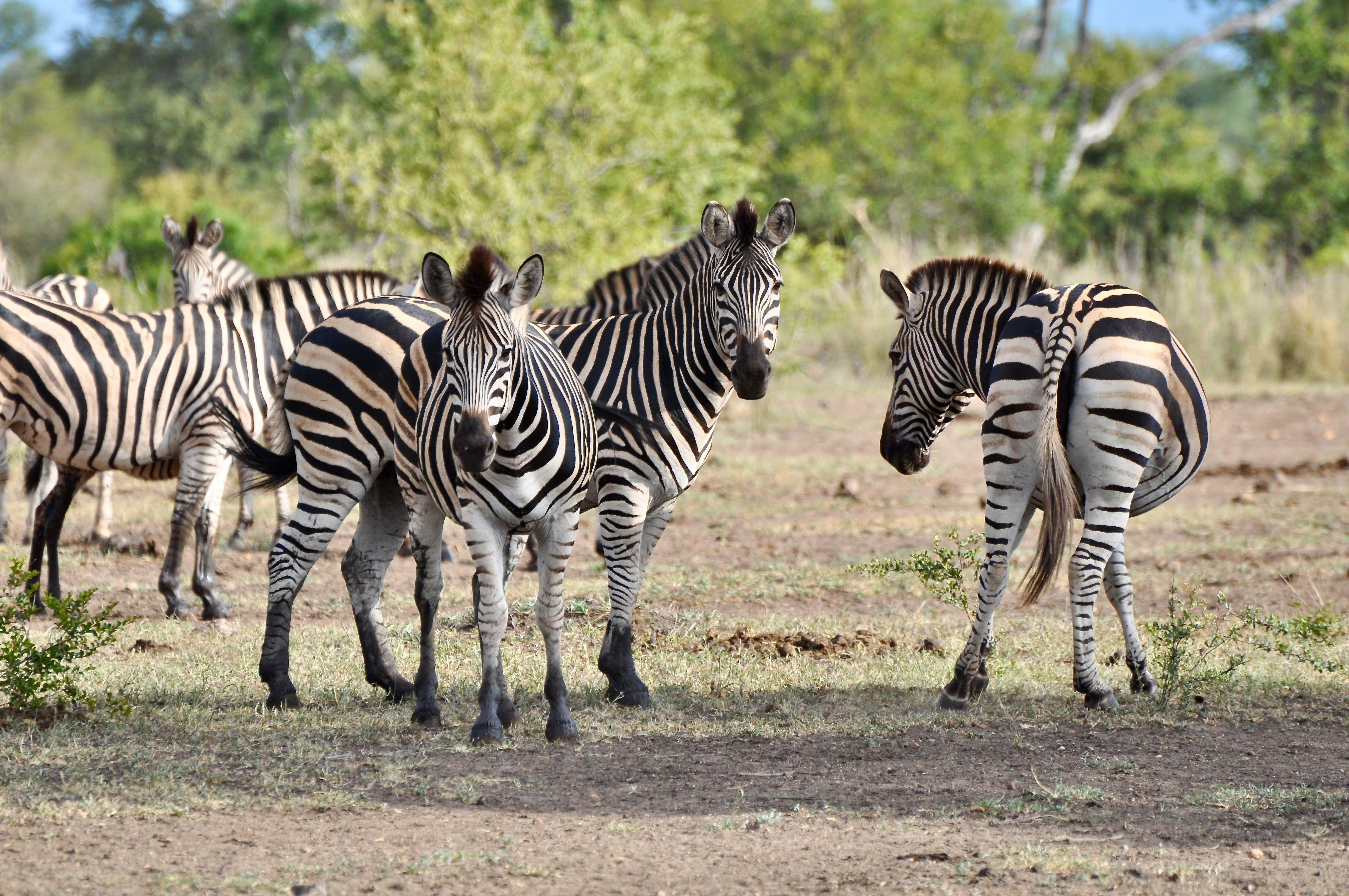 zebras zuid afrika