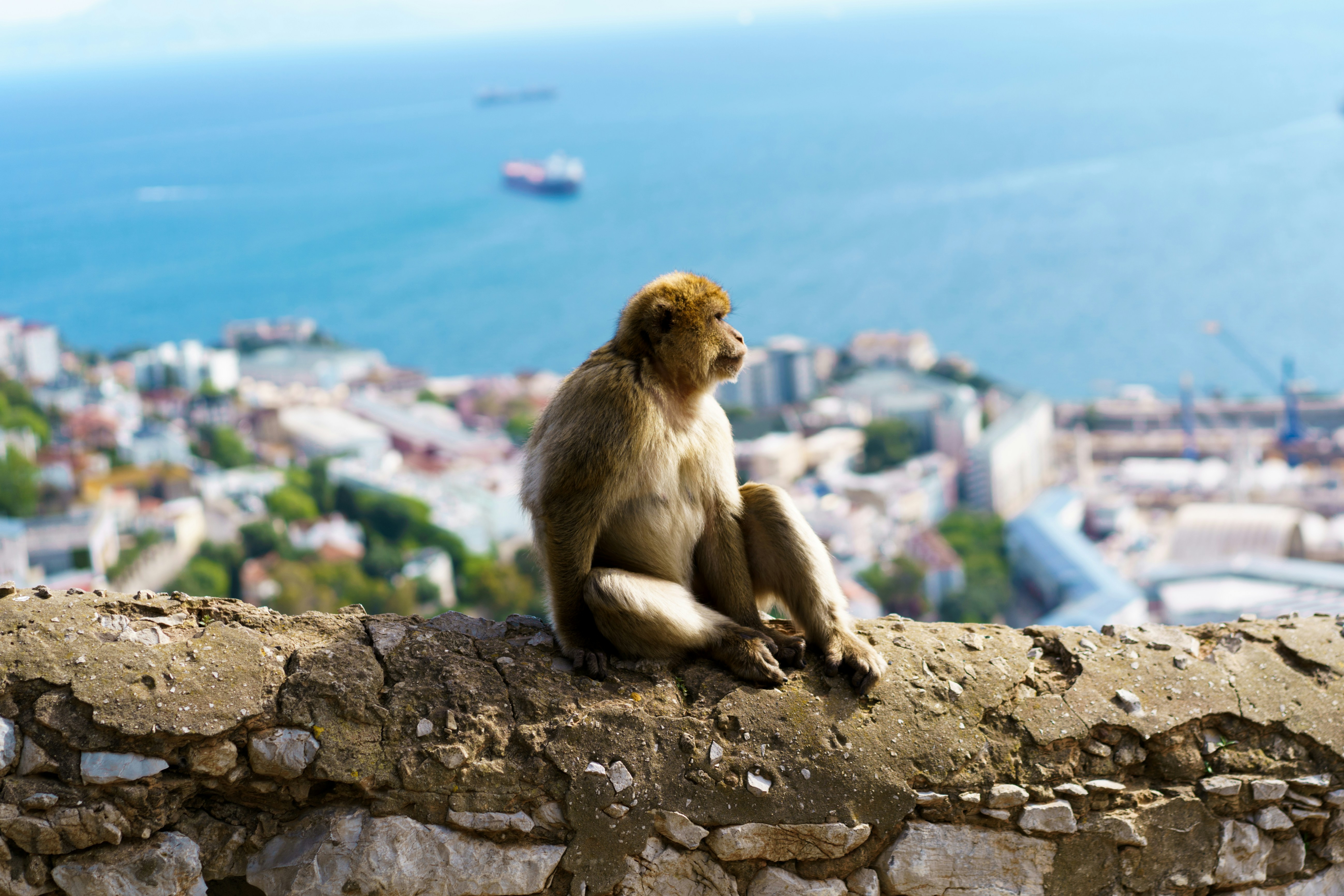 gibraltar apen