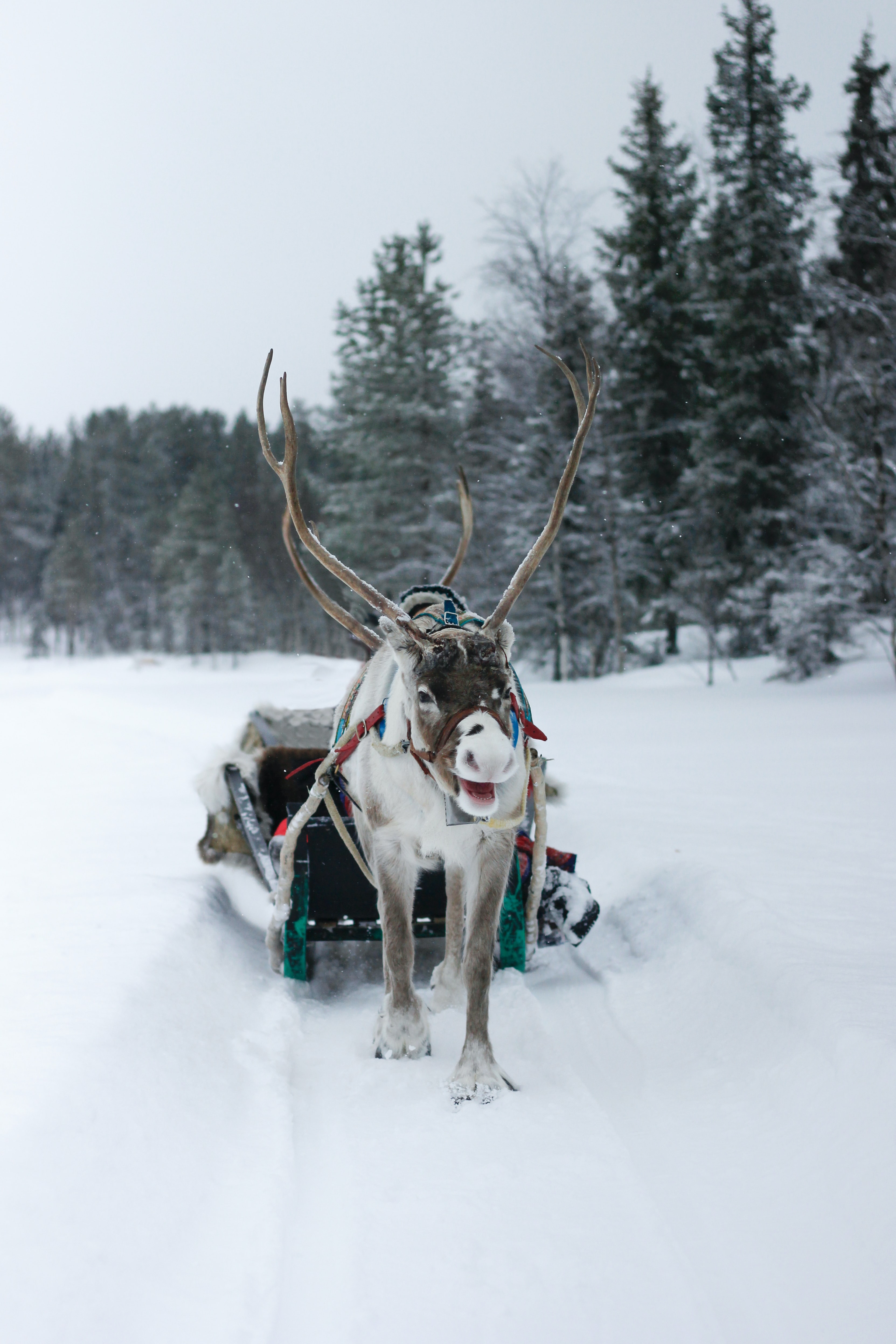 sfeerbeeld lapland 26
