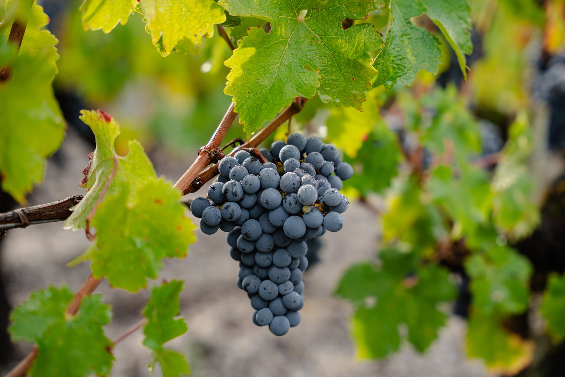 raisin vendanges chateau leognan credit venezance