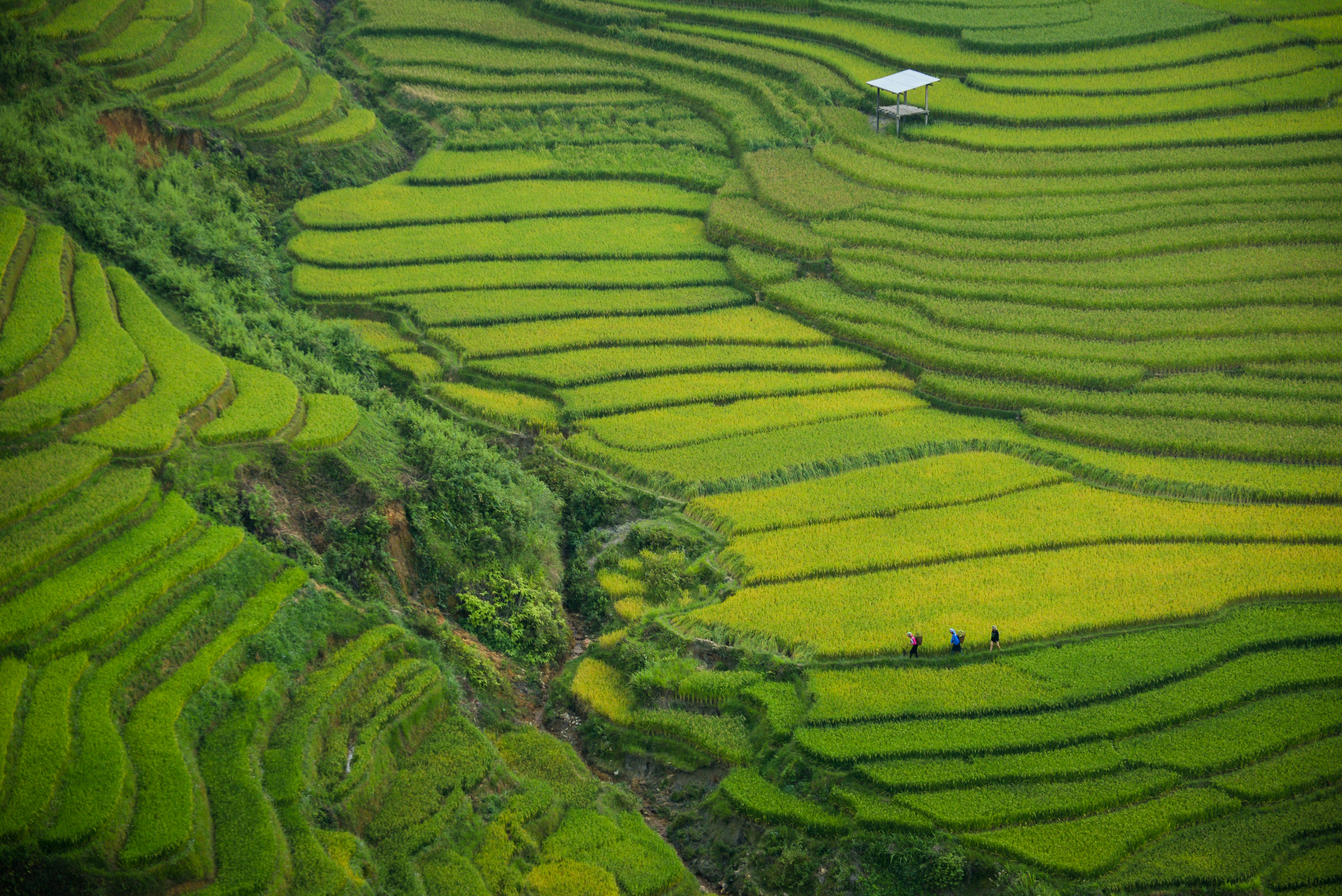 Asia  