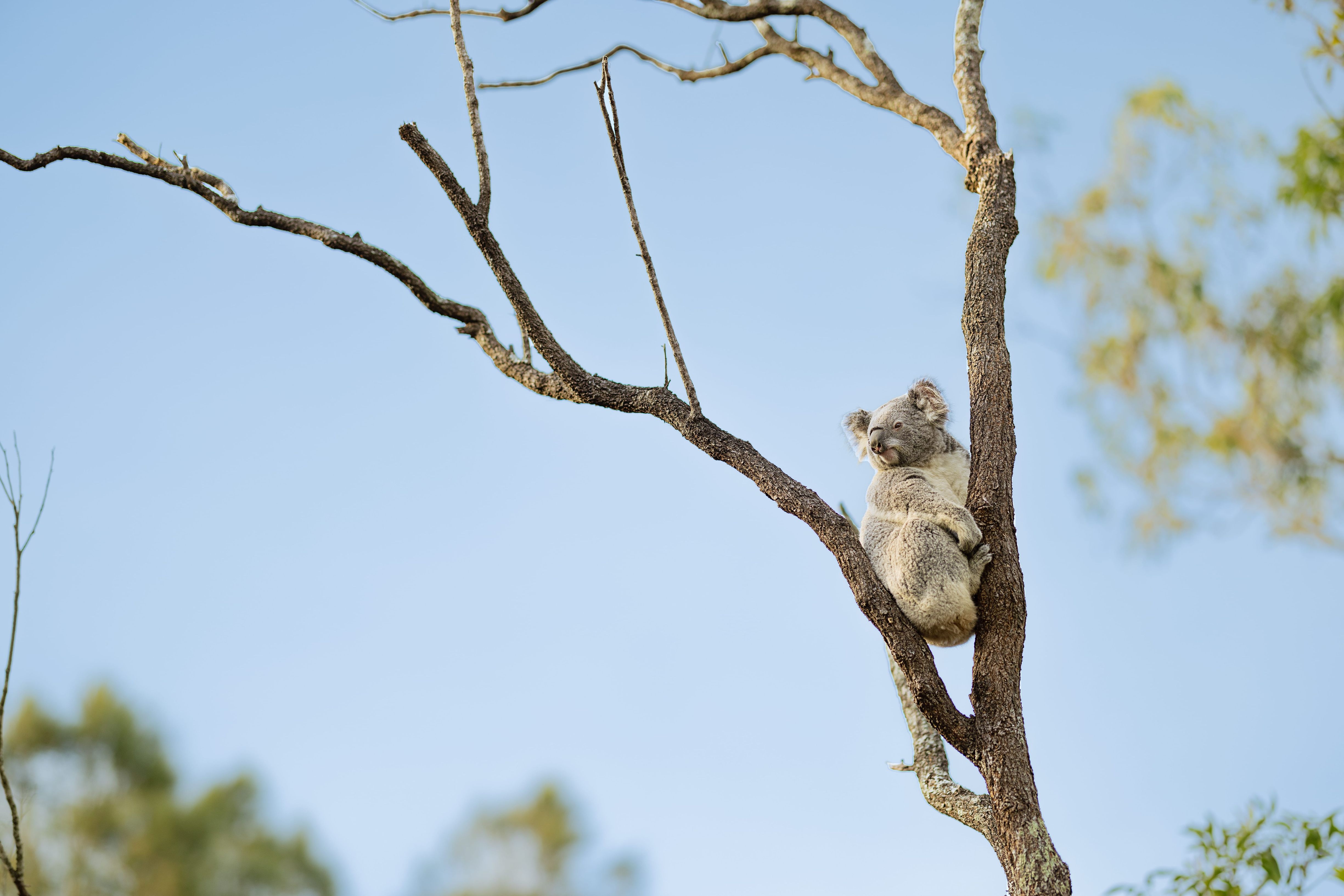 Australia