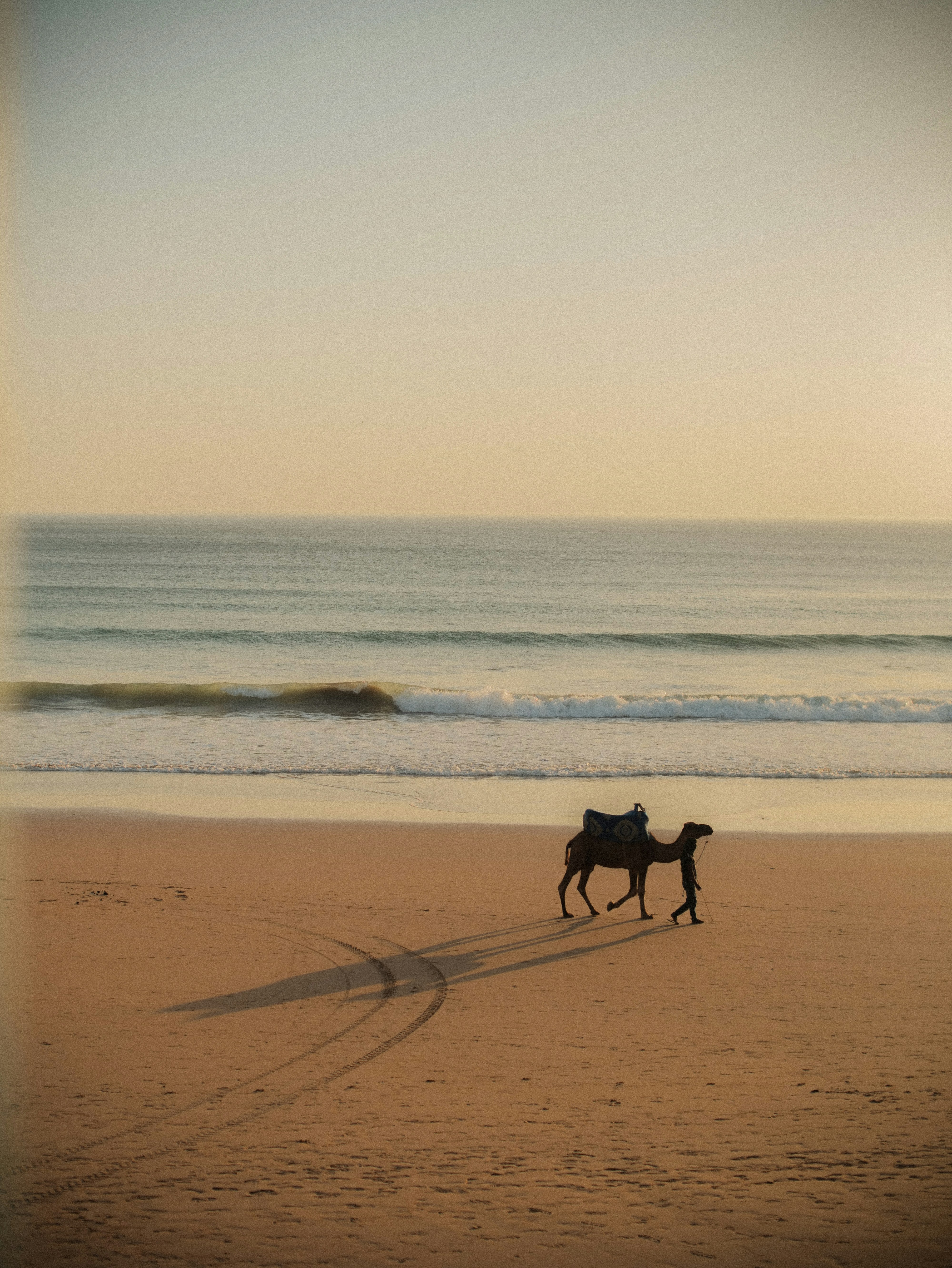 kameel op het strand in taghazout marokko