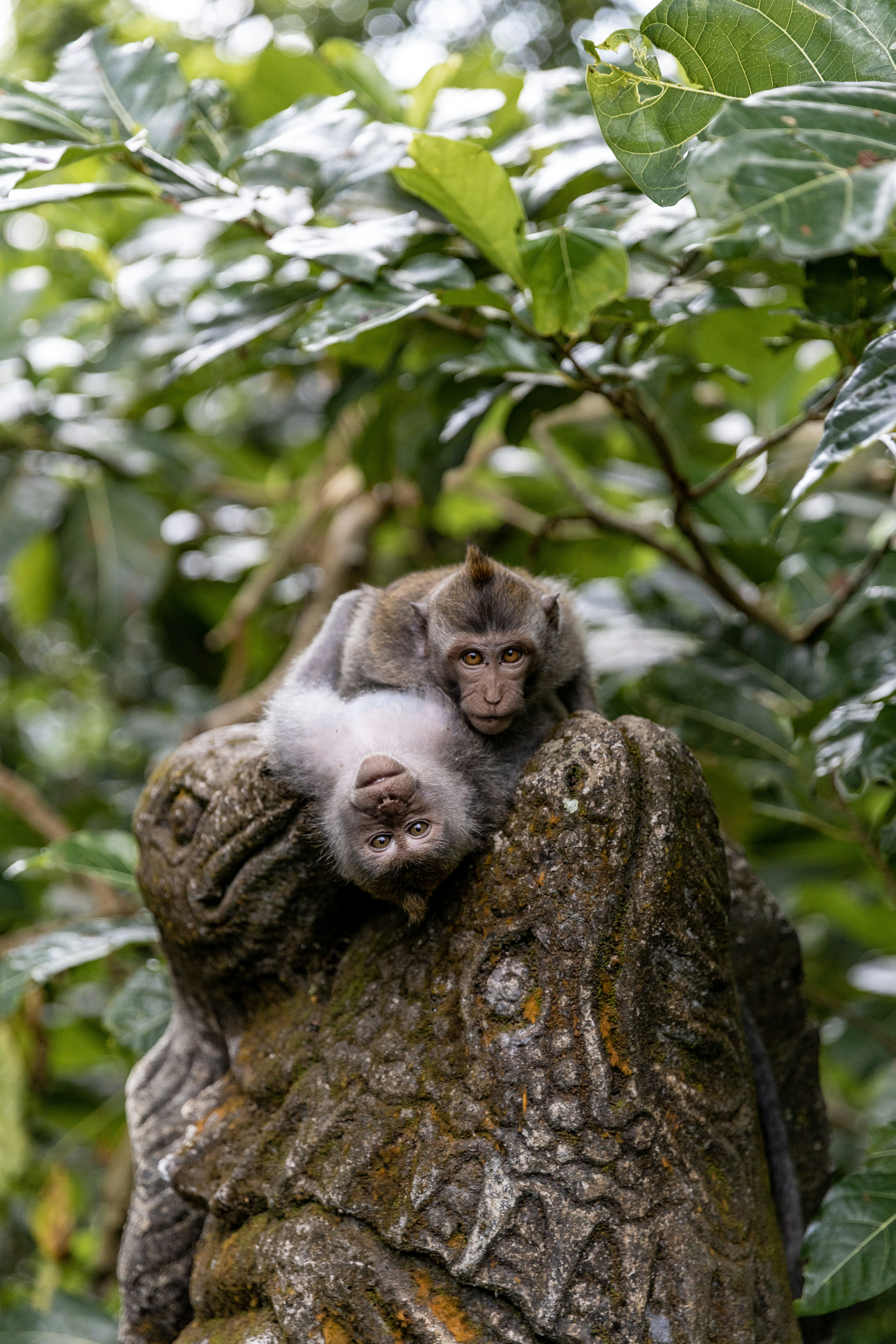 monkey forest