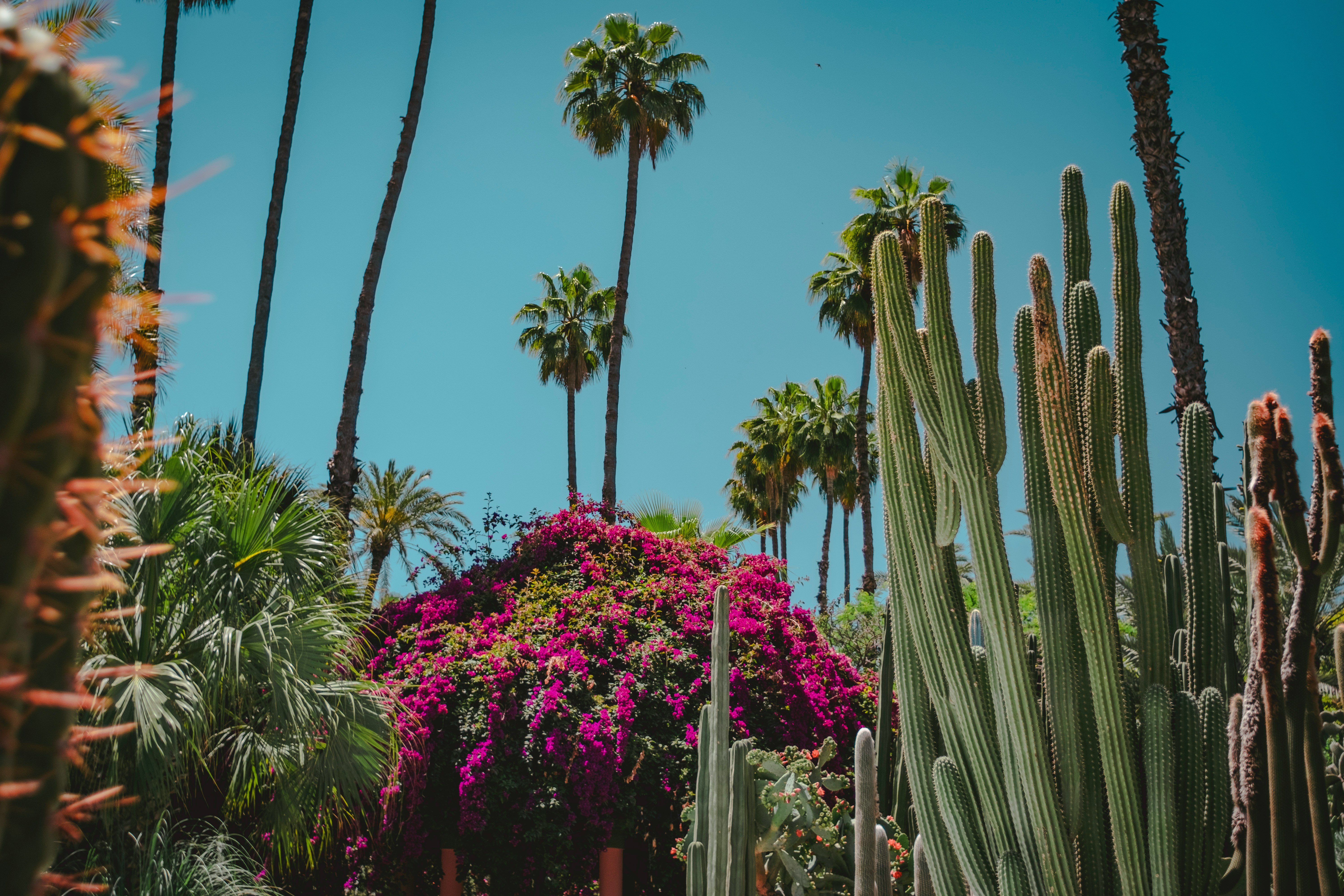 marrakech palmbomen