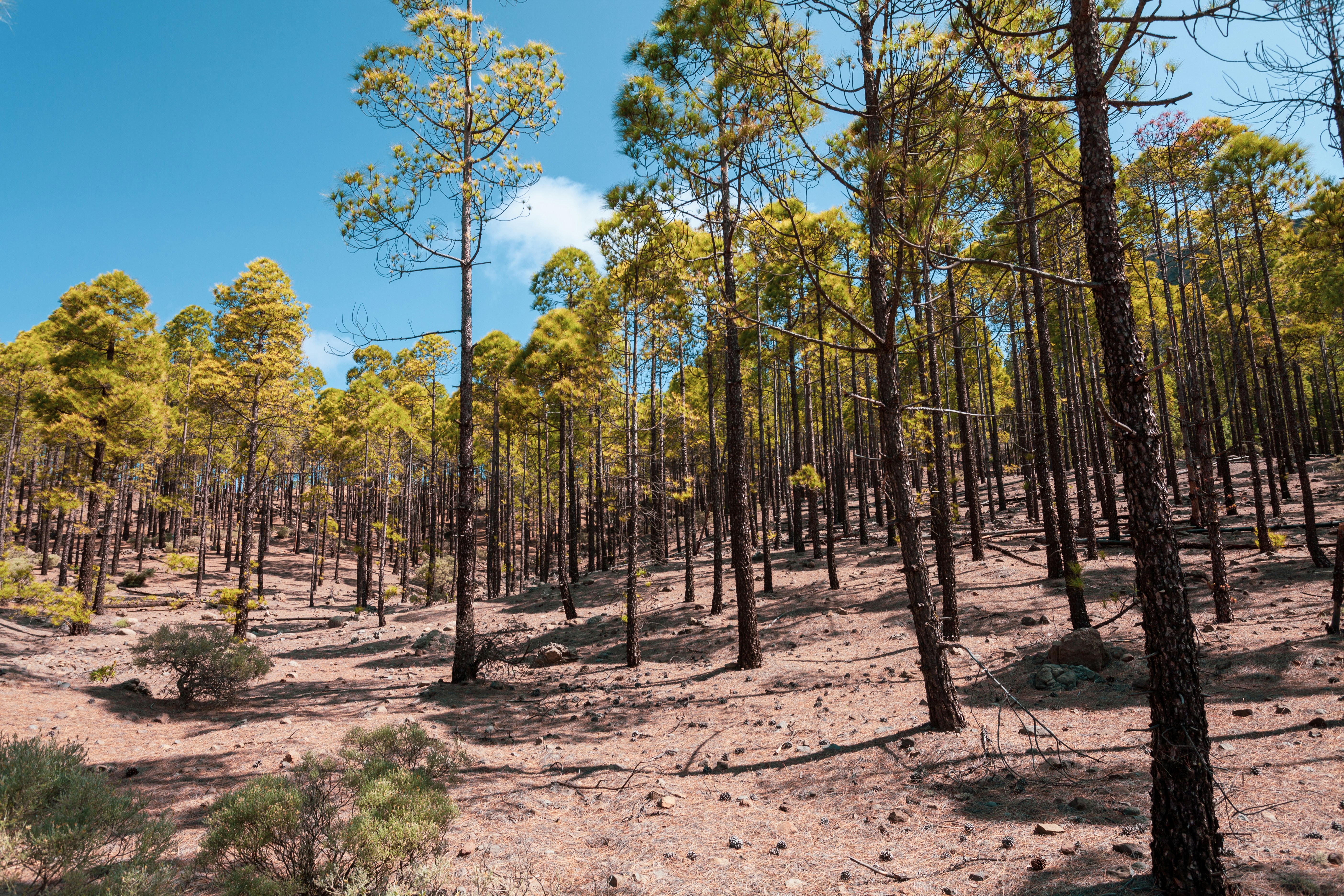roque nublo gran canaria