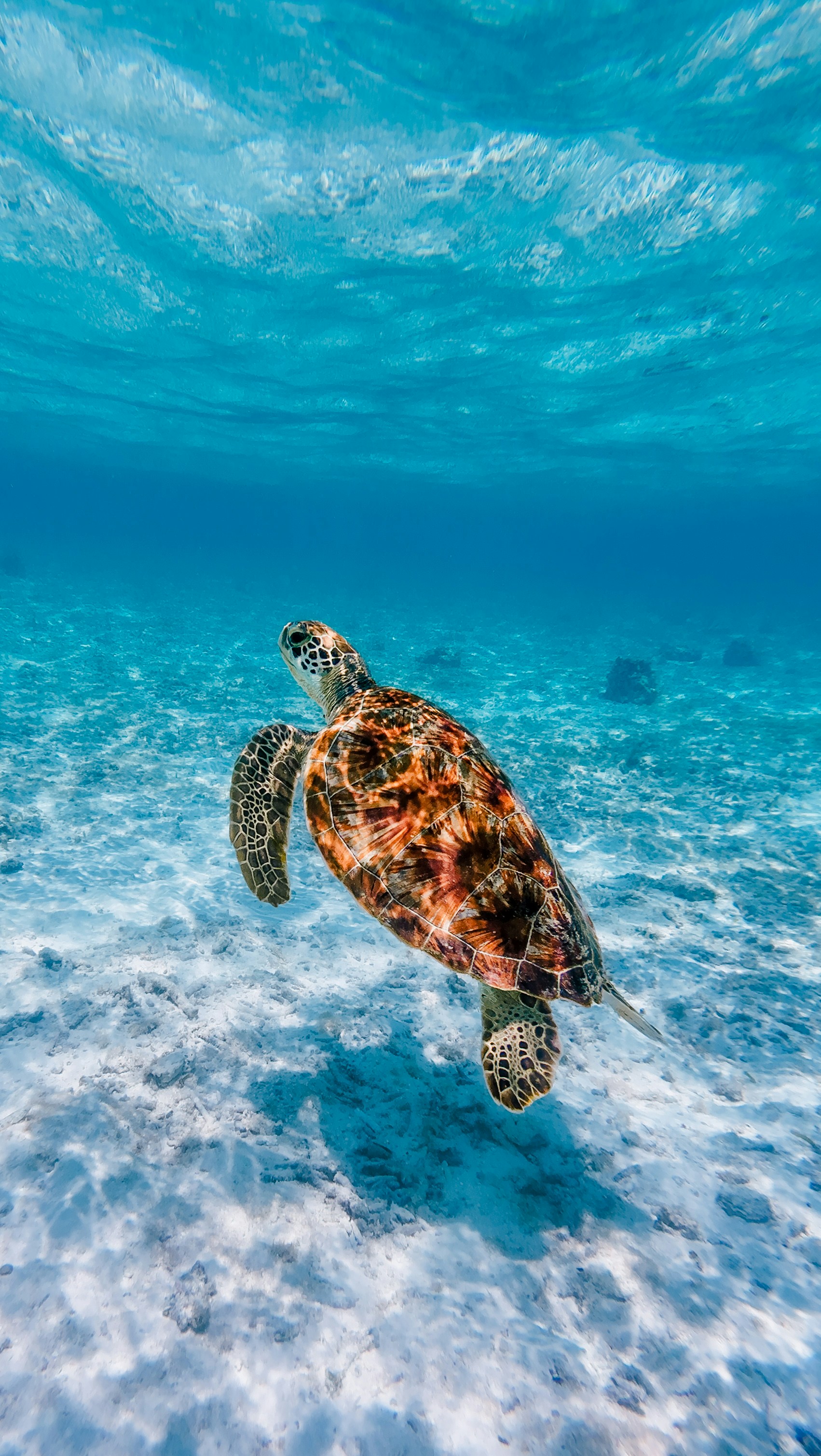 zeeschildpad