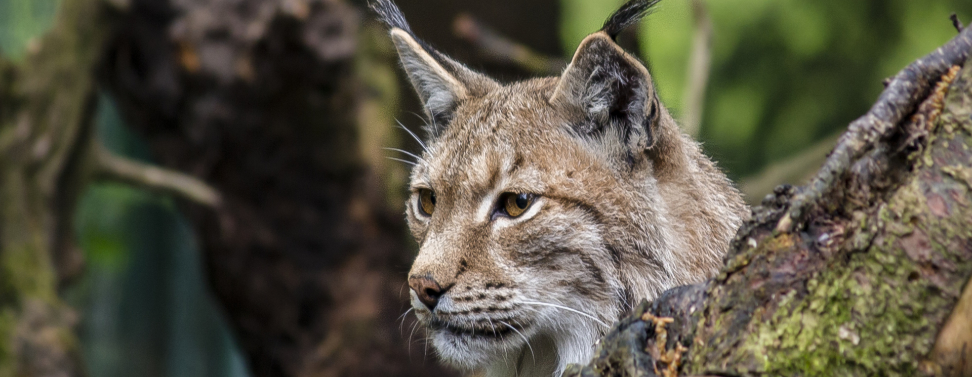 De Kroatische natuur laat je niet lynx liggen