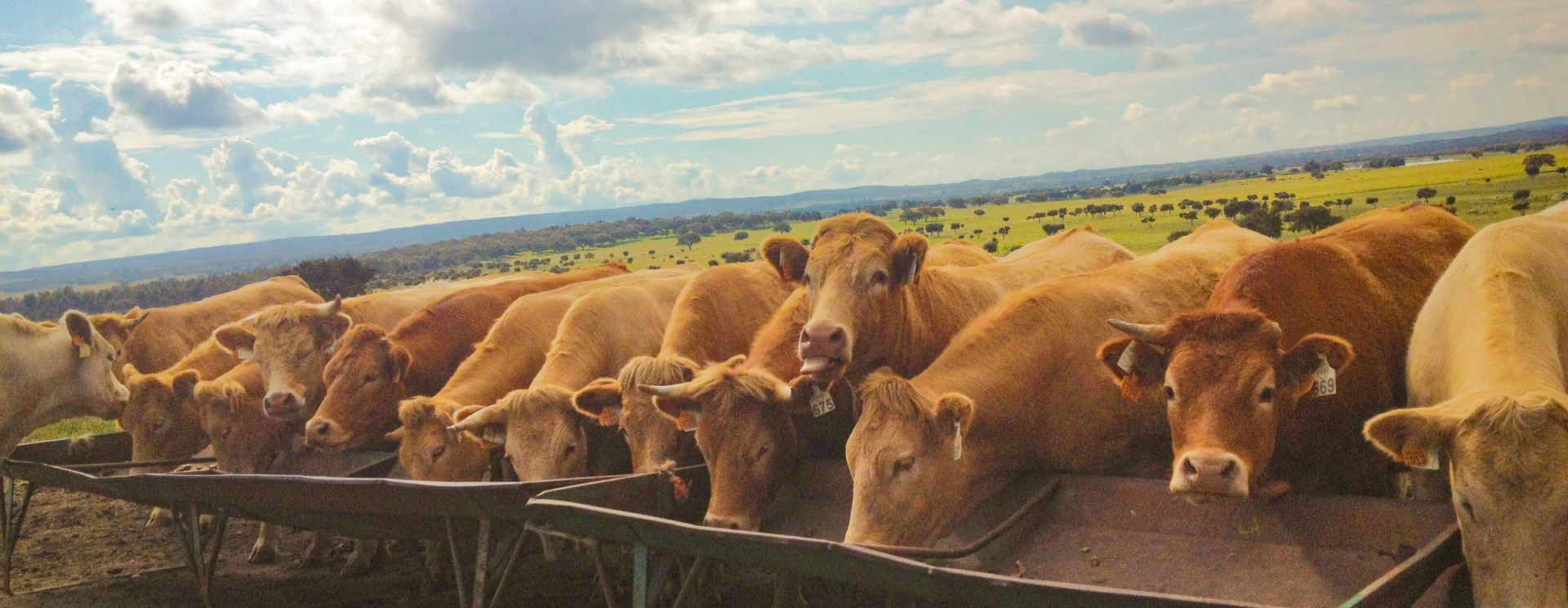 Vier onvergetelijke dagtrips door de Portugese Alentejo