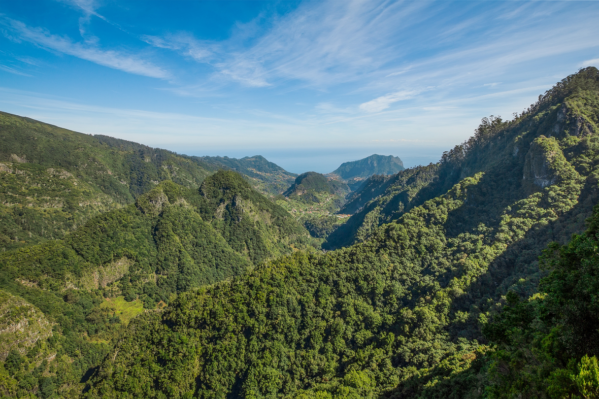 section het laurissilva woud op madeira 0