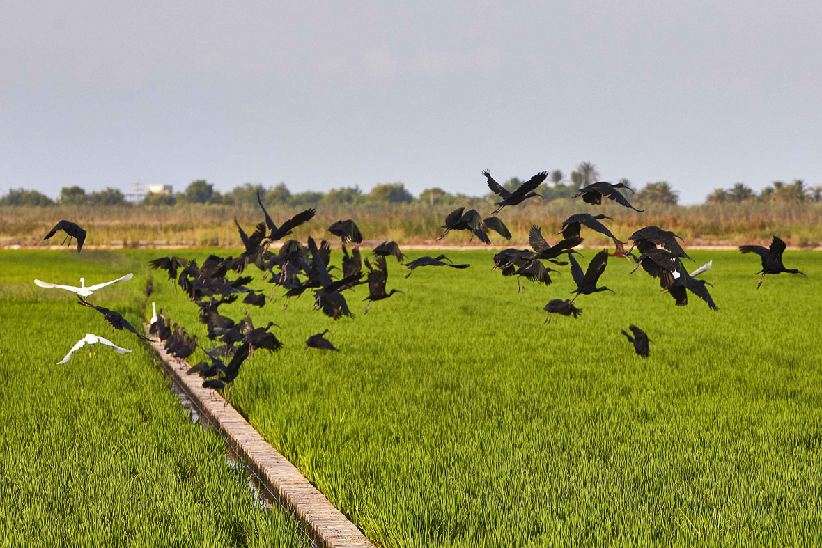 section natuur in valencia de valenciaanse boomgaard 0