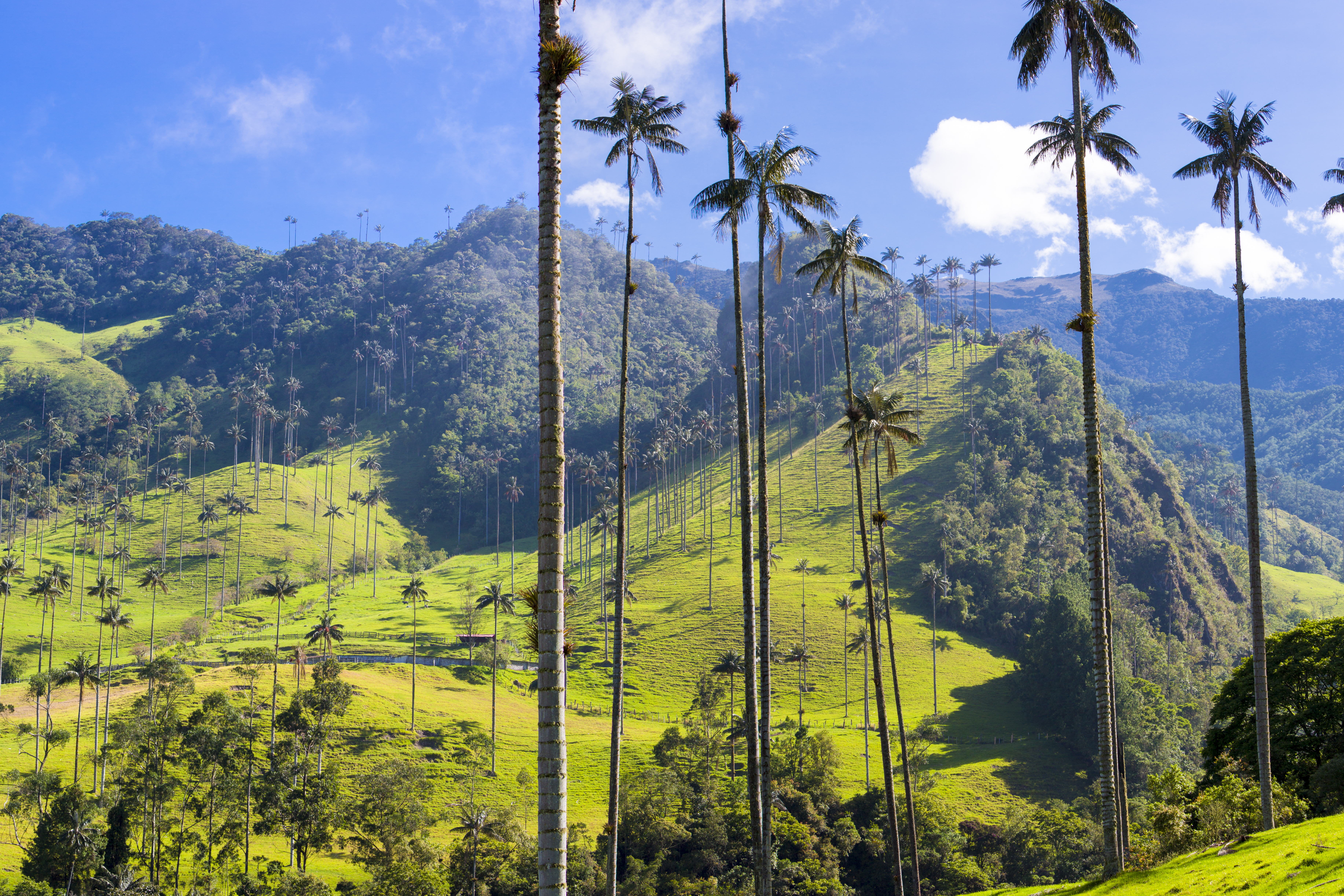 cocora vallei in de zon