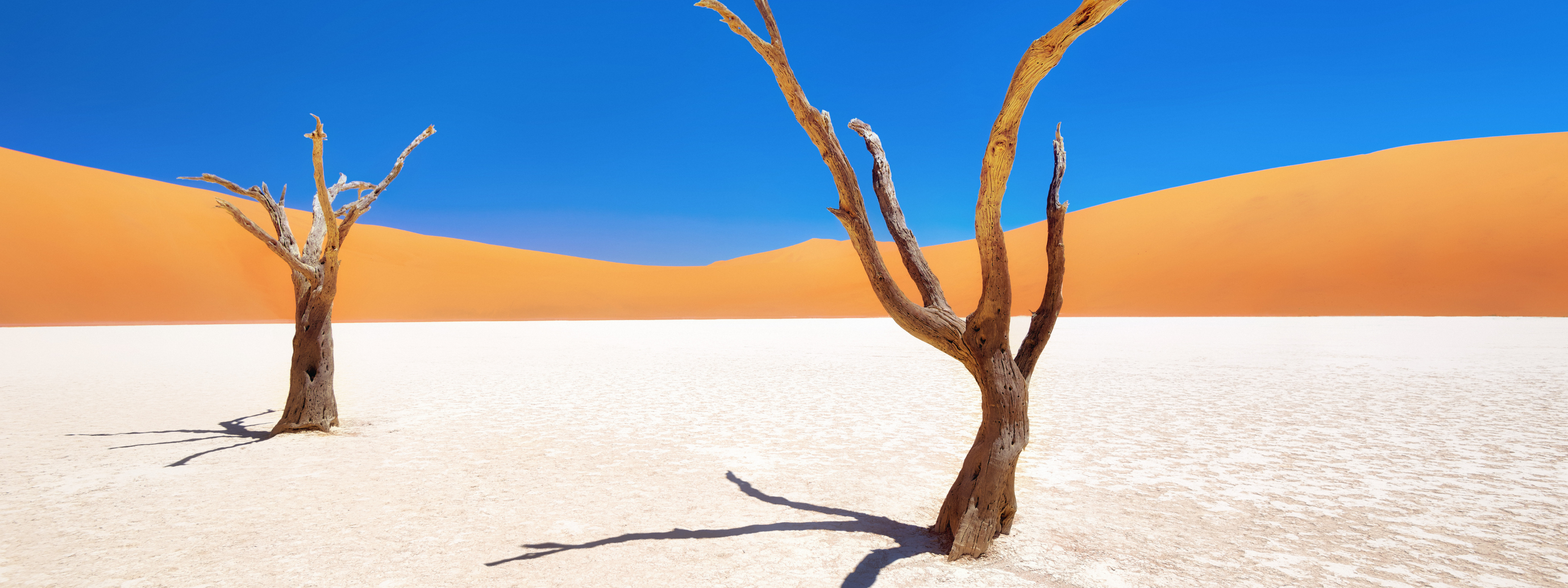 deadvlei sossusvlei kale bomen namibie