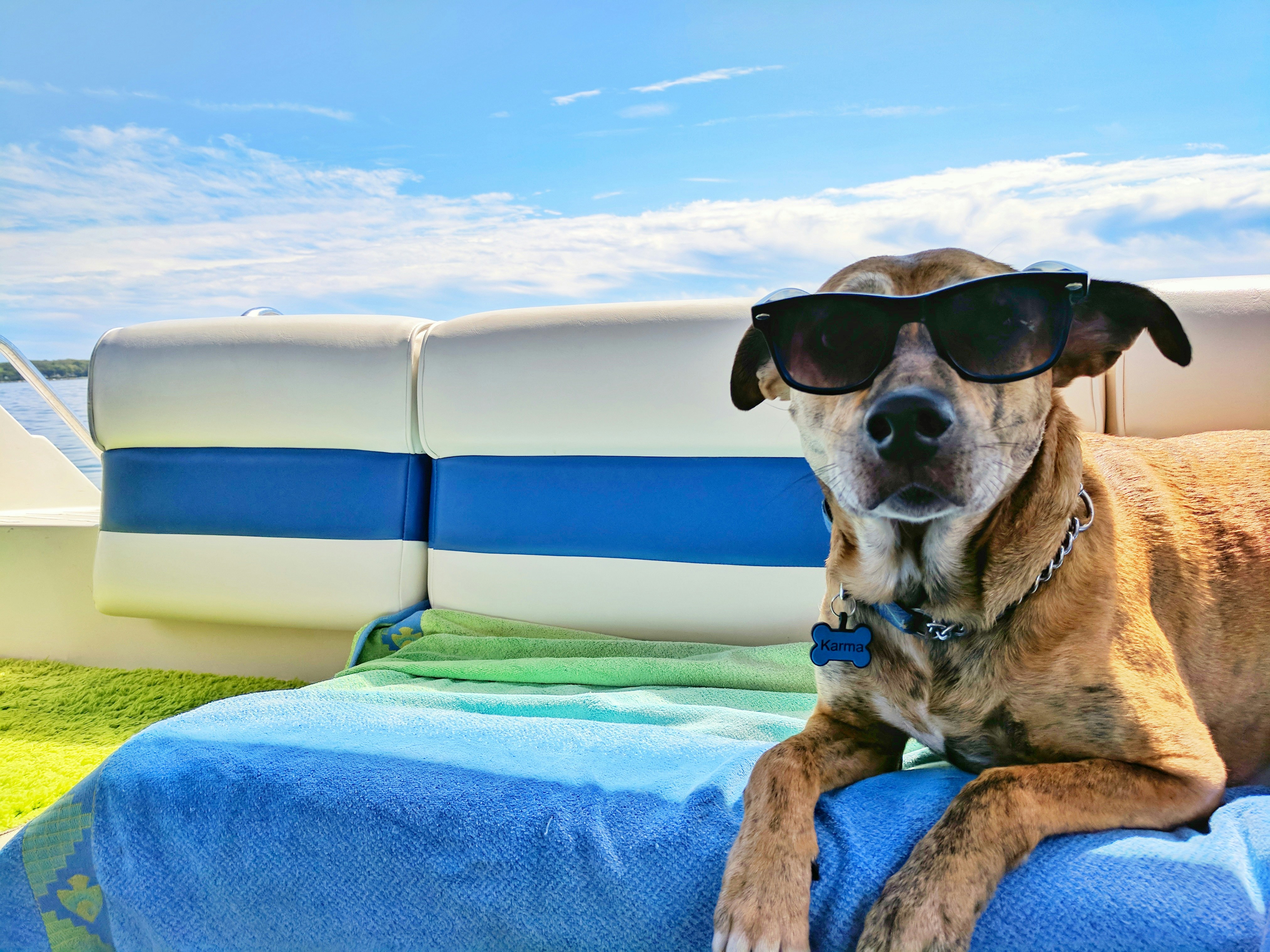 Going on vacation with your dog: tips for a worry-free trip