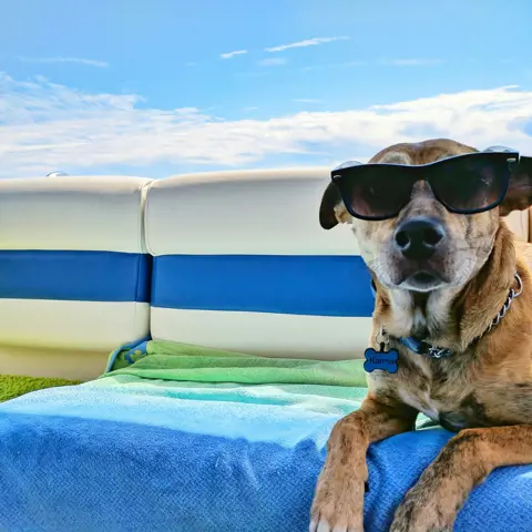 Going on vacation with your dog: tips for a worry-free trip