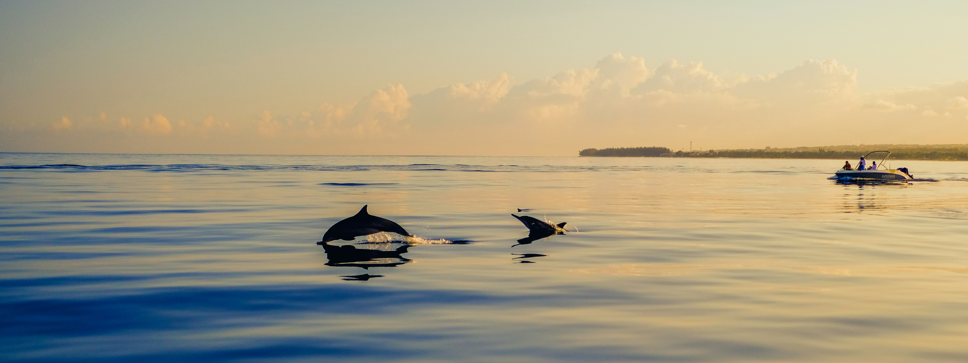 De mooiste plekken ter wereld om dolfijnen en walvissen te spotten