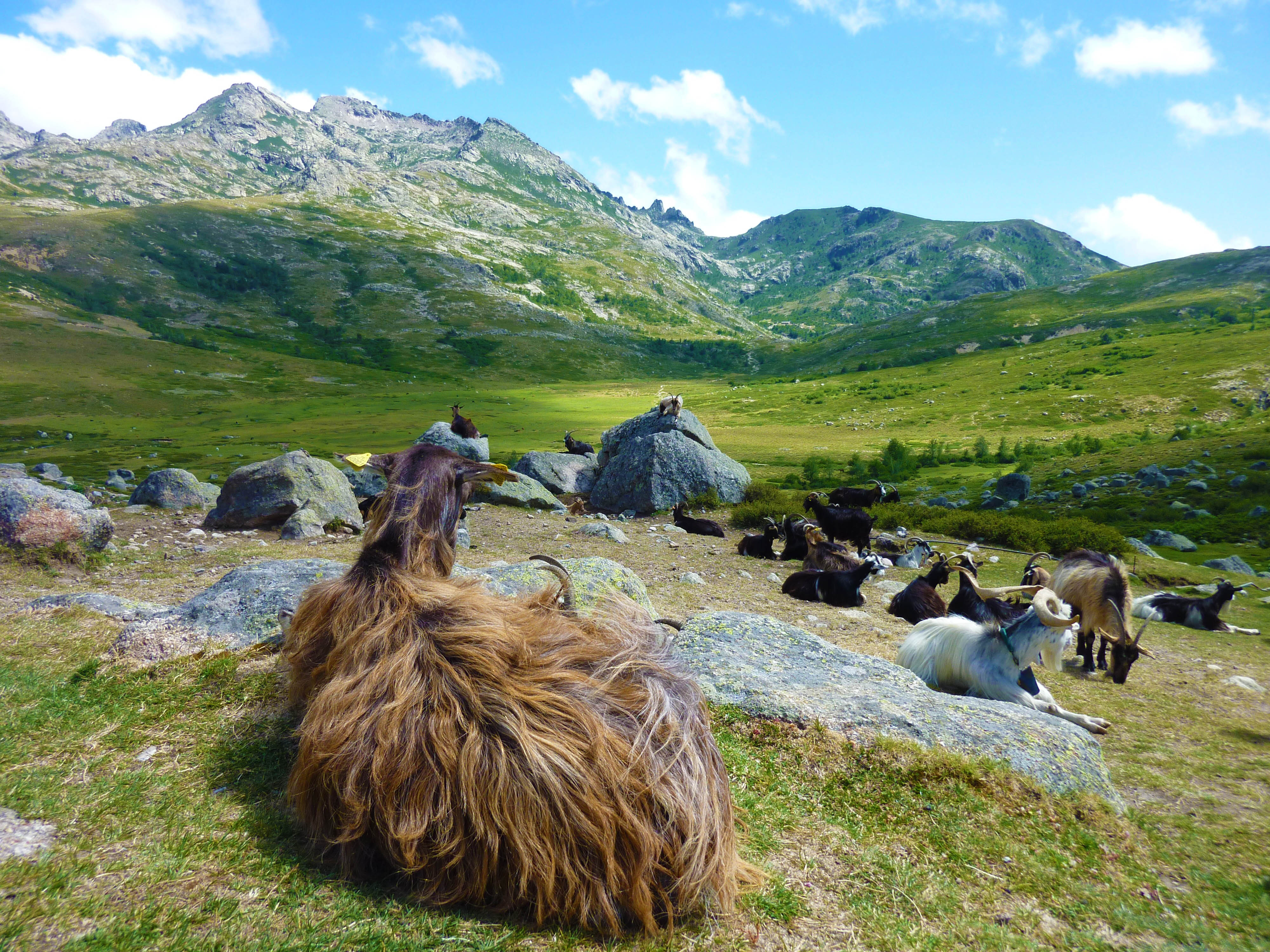 frrr0020 geiten cap corse