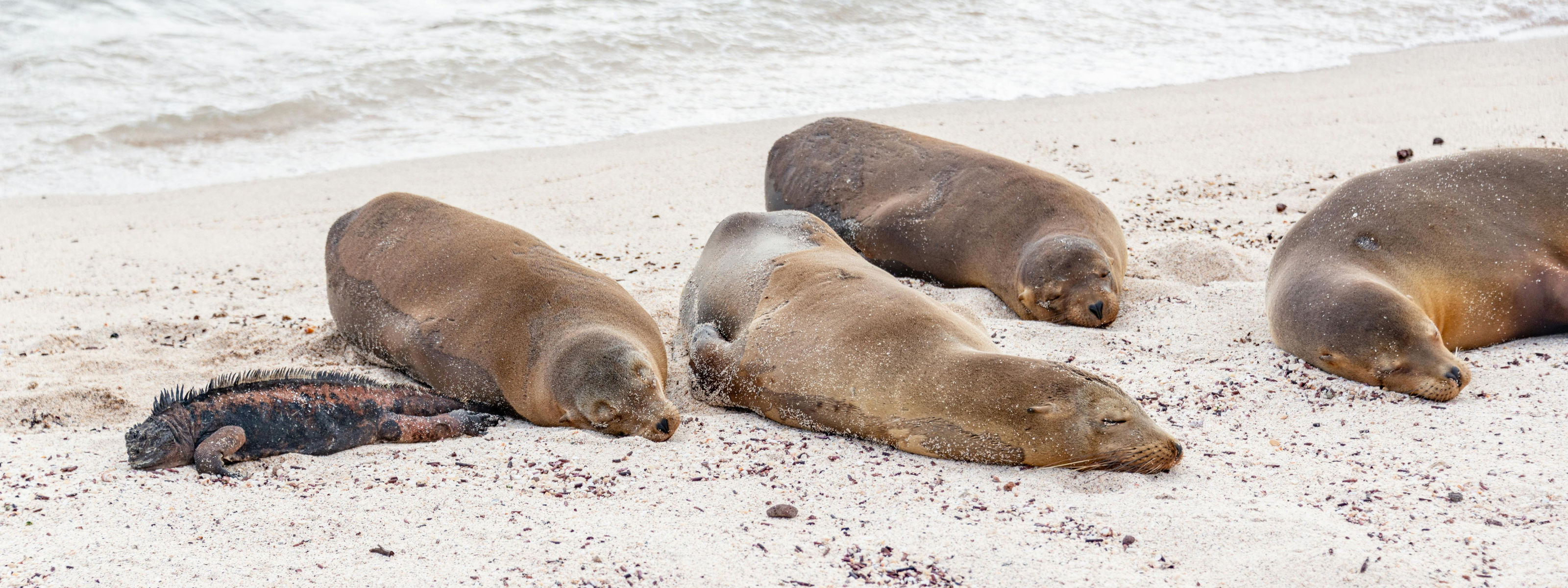Van eiland tot eiland door de Galápagos: een boutique reis vol natuur en verwondering