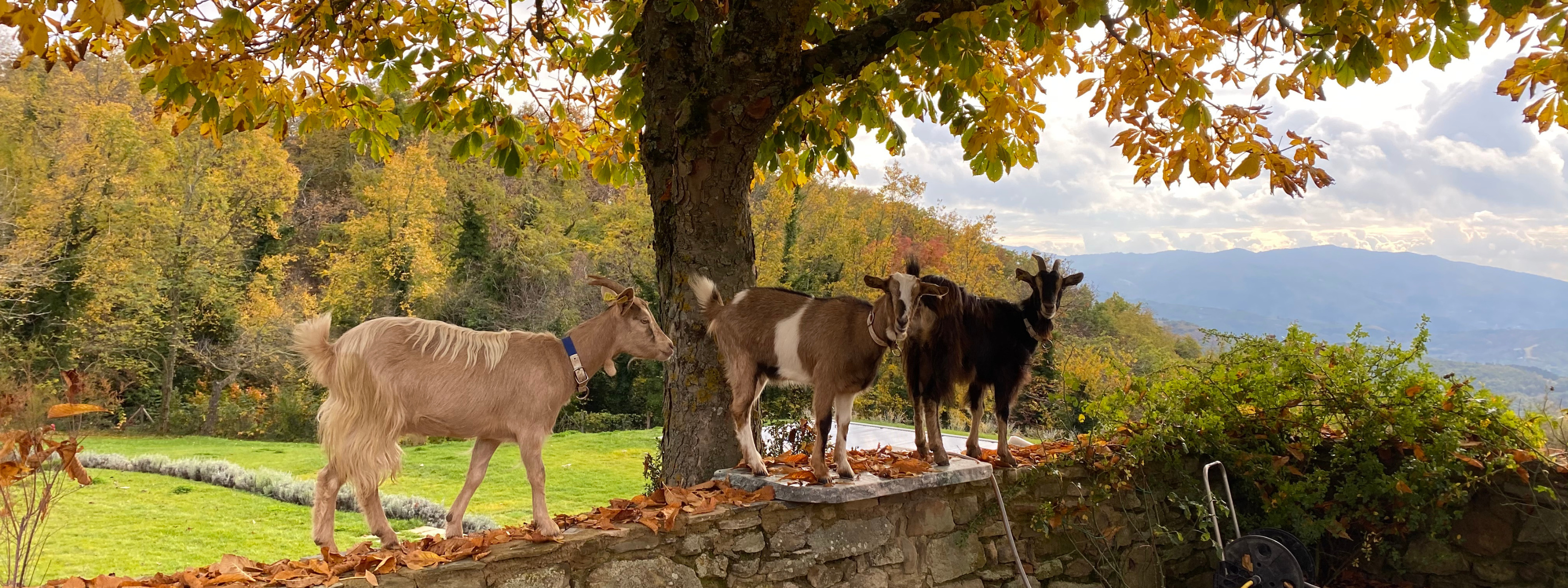 Maak kennis met onze hoteldieren. 