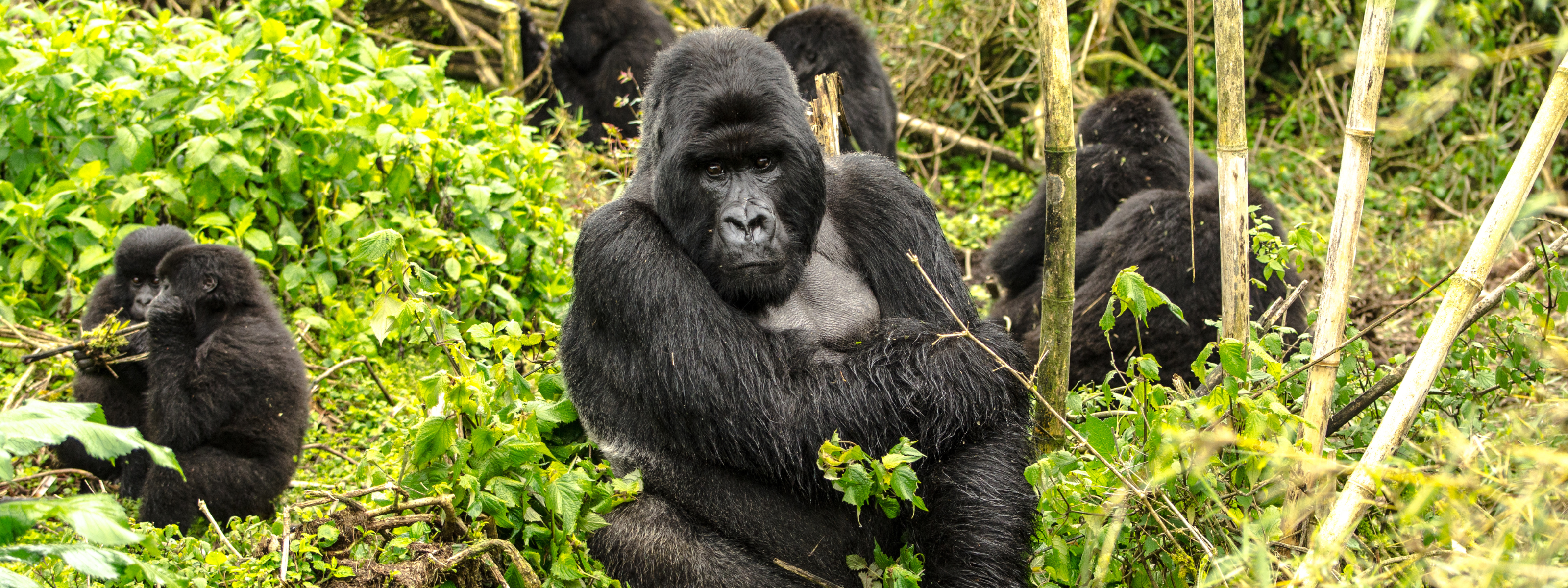gorilla s rwanda