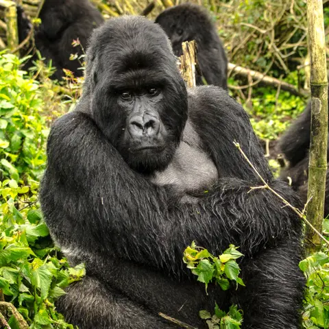 Waarom Rwanda jouw volgende safari-bestemming moet zijn