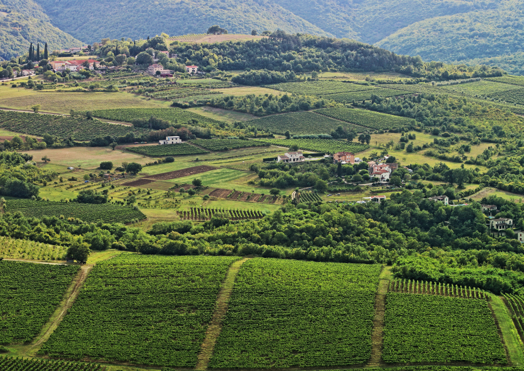 vineyards