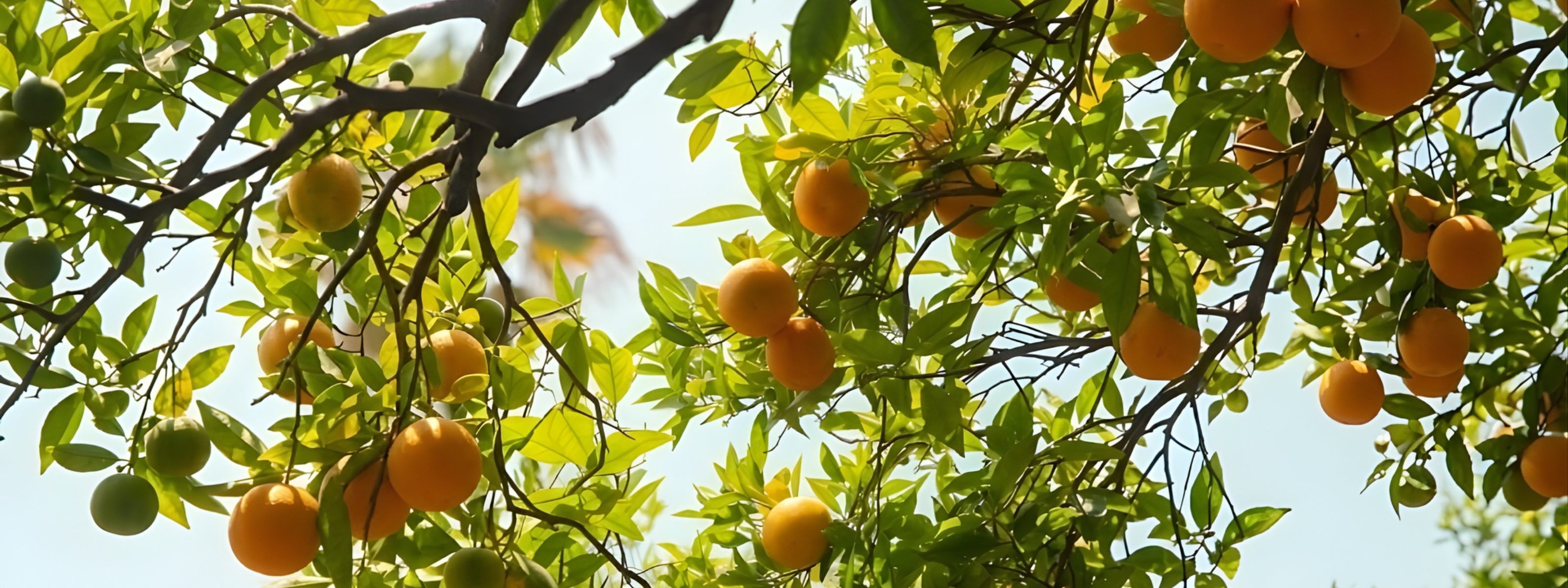 Spring break 2027 with Caractère