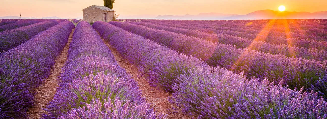 lavendelveld in het hart van de provence