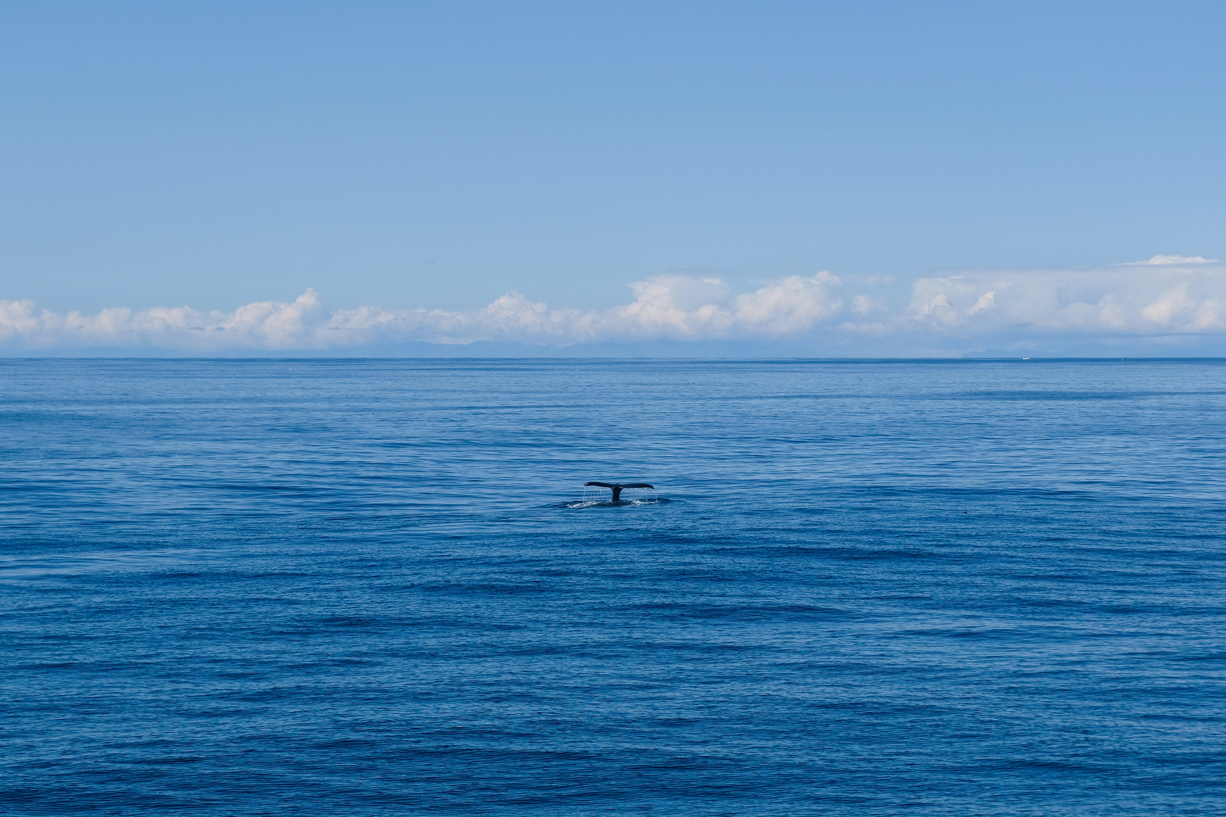 marta ceffa 014kpby0voi unsplash