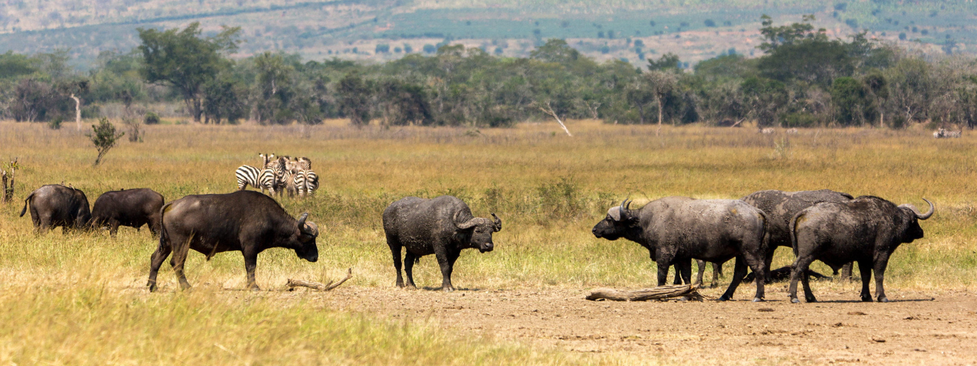 rwanda wild animals
