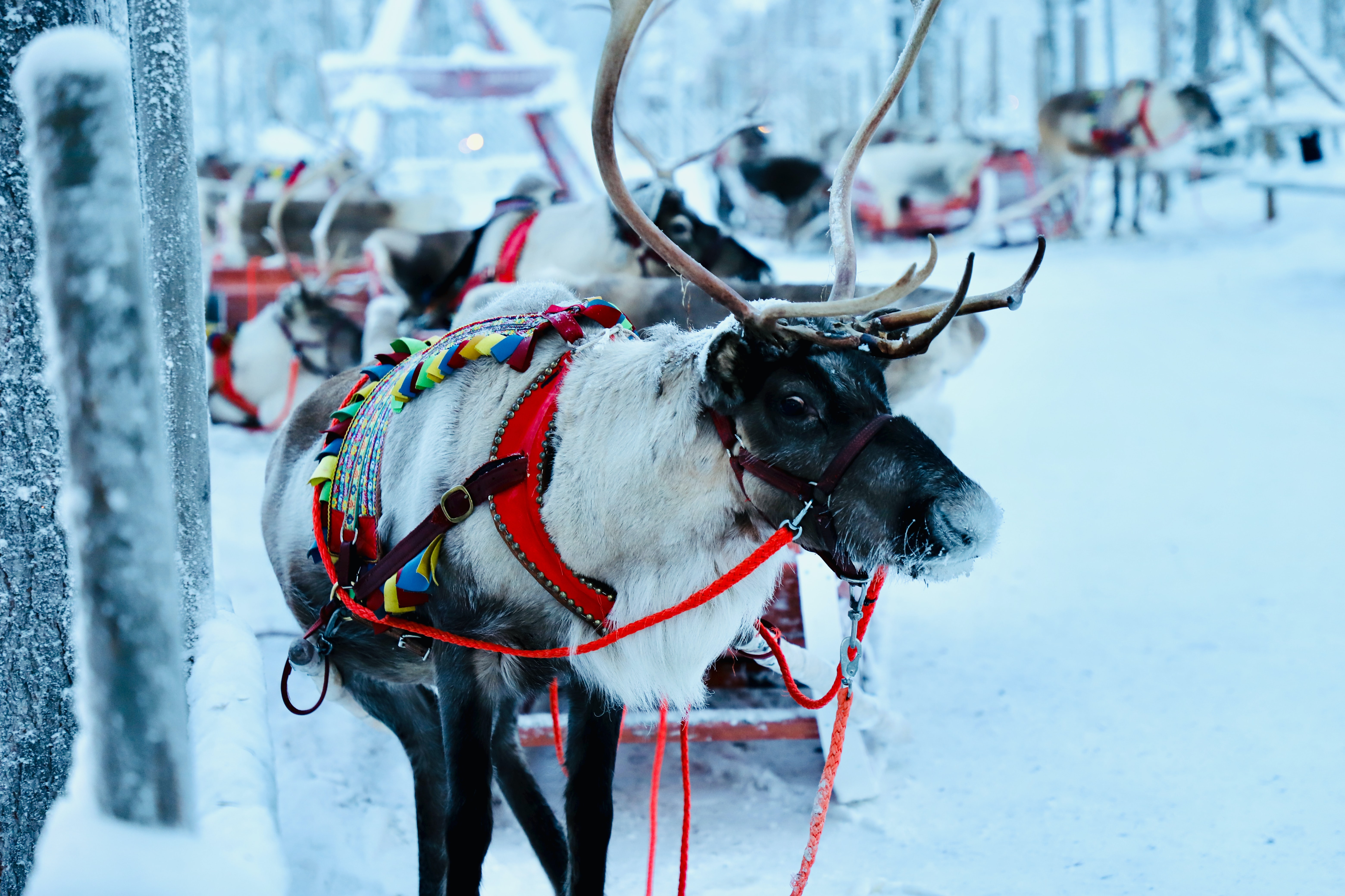 sfeerbeeld lapland rendieren