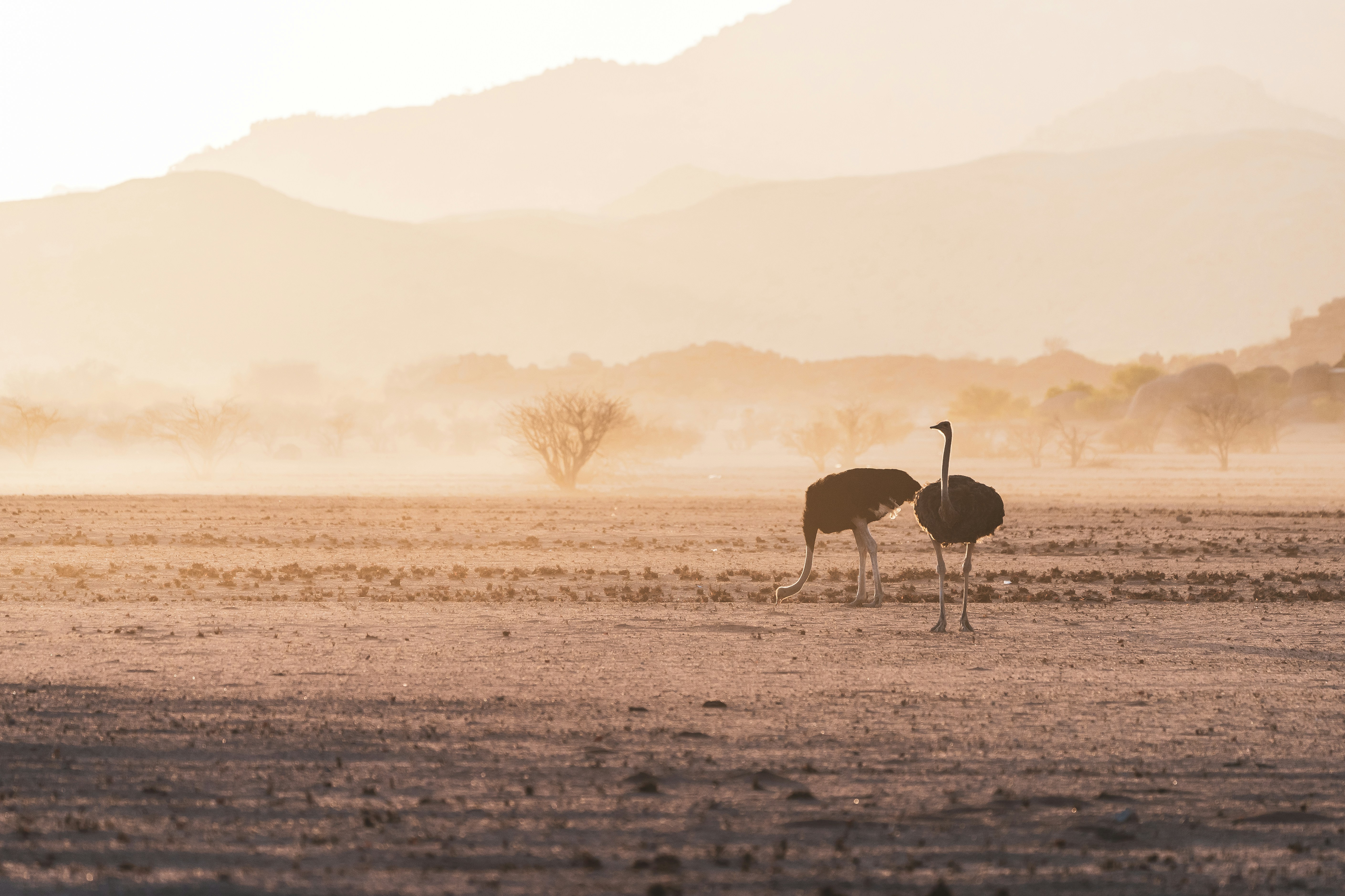 struisvogels damaraland