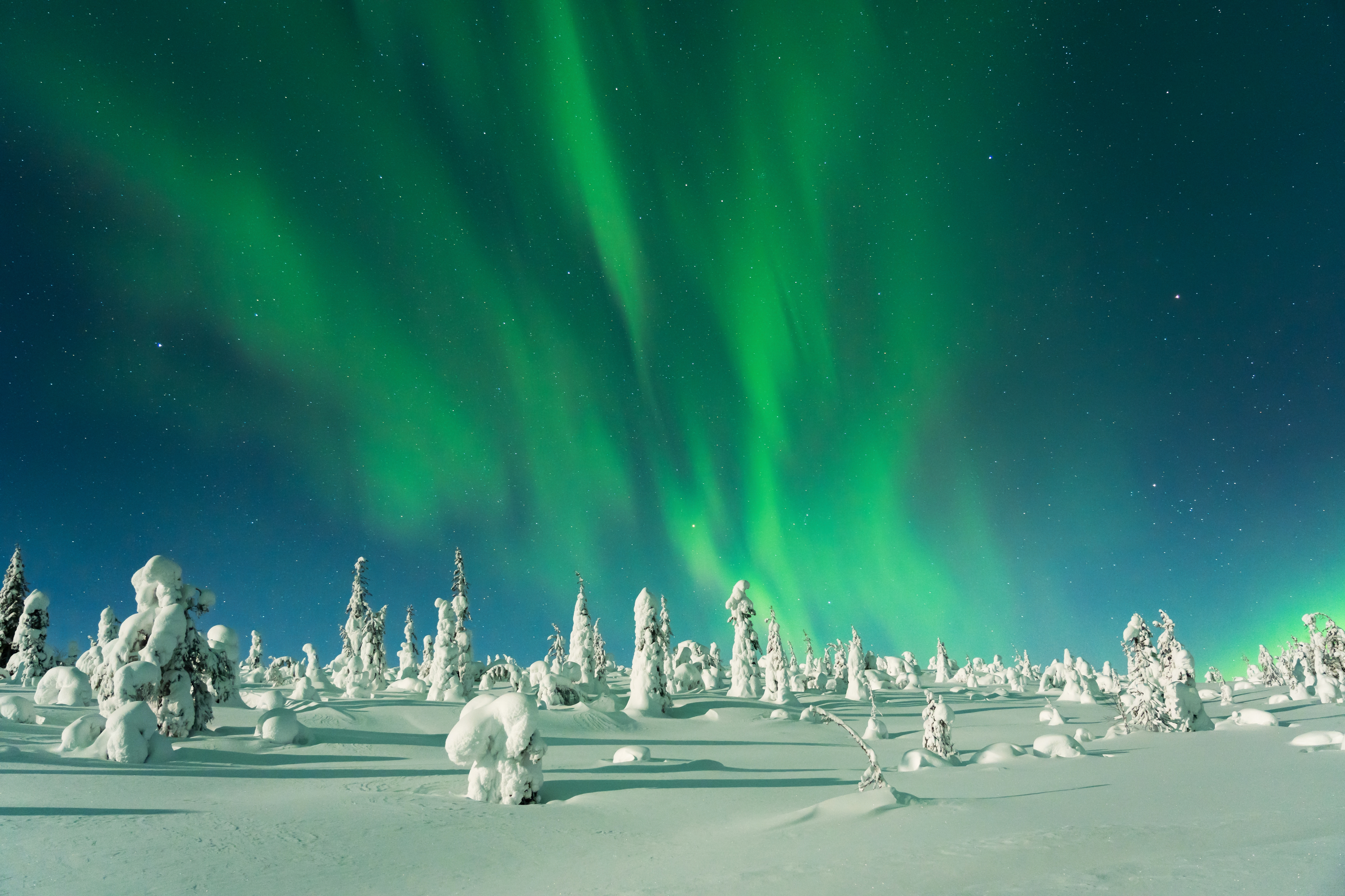 stunning greenish northern lights over snow covered trees and white landscape during a full moon in riisitunturi national park lapland