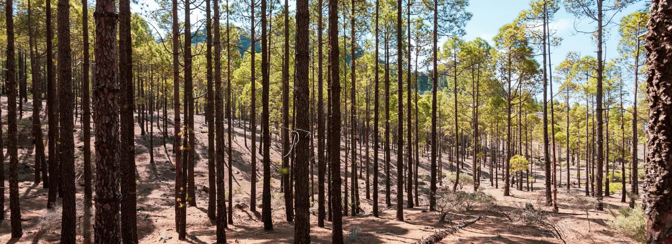 view during a hike to roque nublo on gran canaria