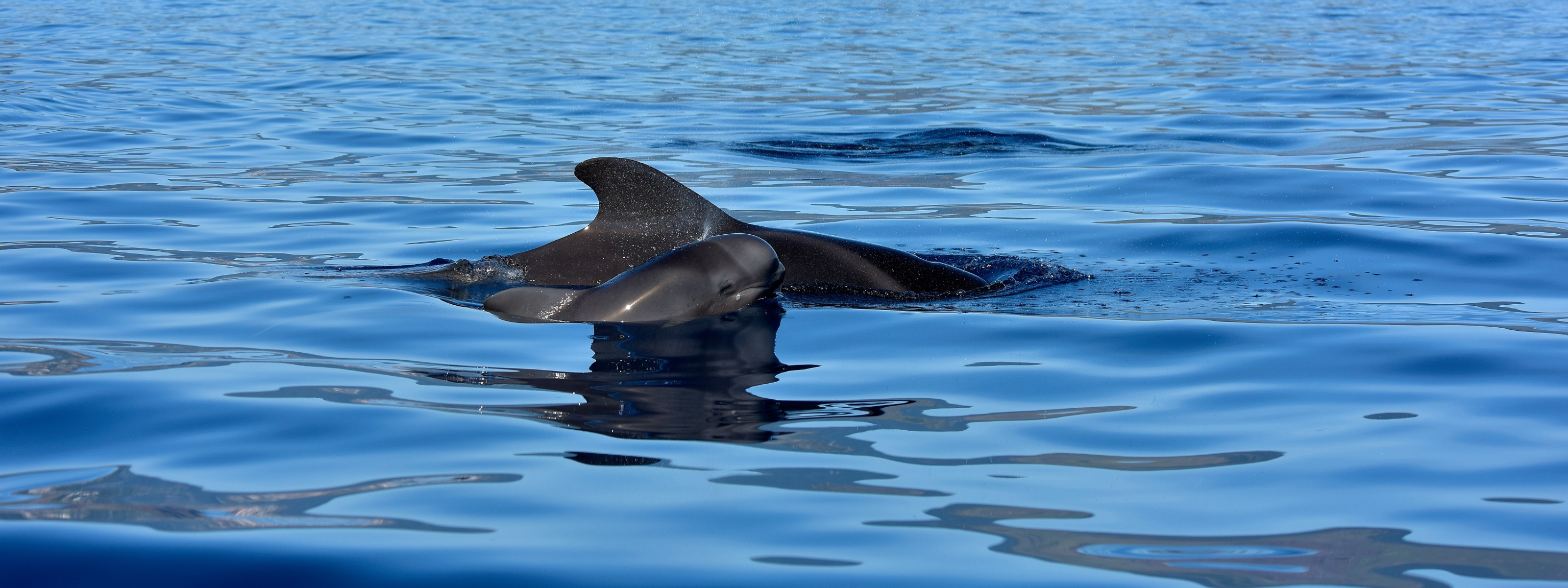 walvissen en dolfijnen